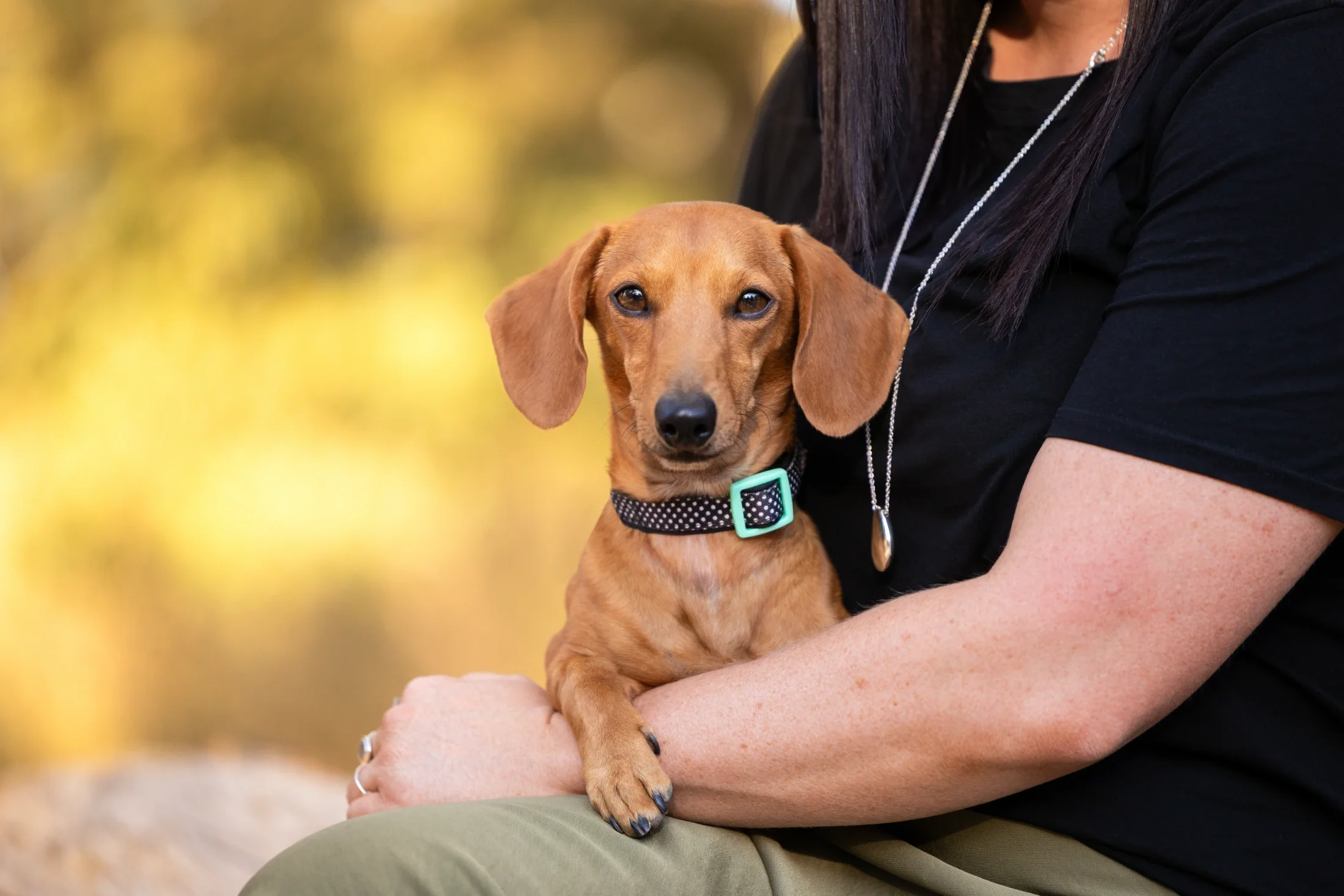 rogue-paws-photography-central-west-nsw-pet-photography-55.webp