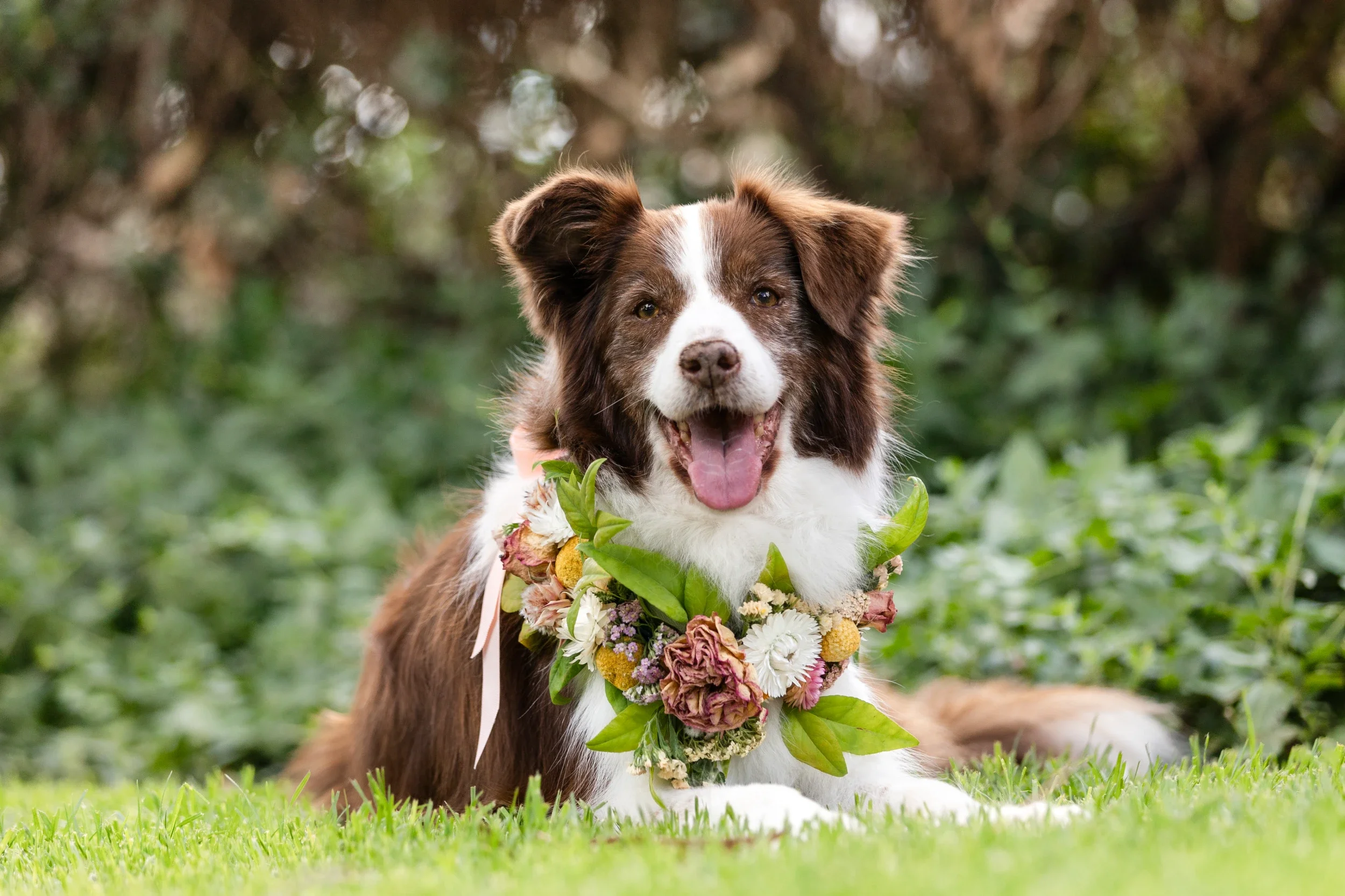 rogue-paws-photography-dog-wedding-photography-04.webp