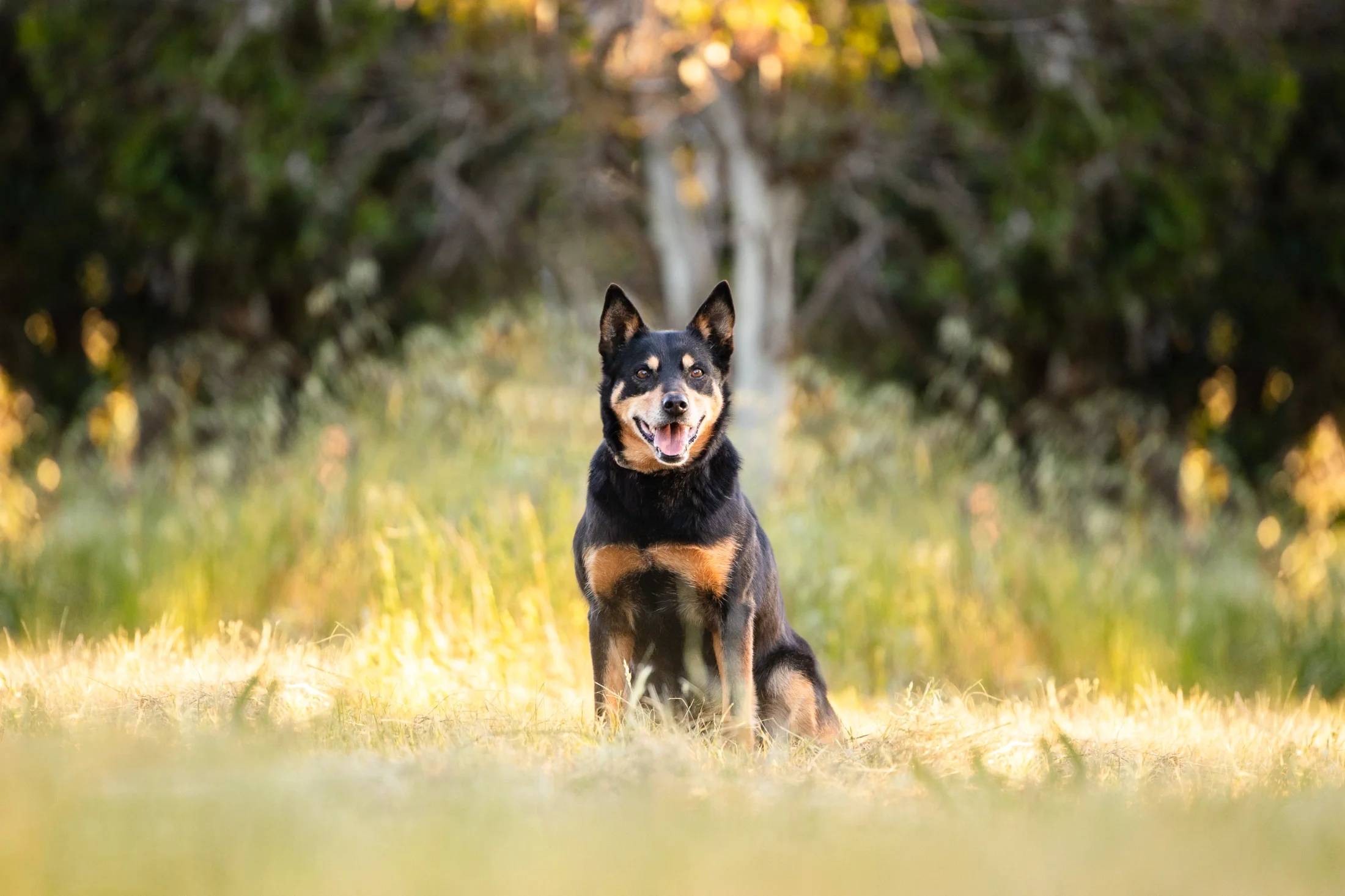 rogue-paws-photography-central-west-nsw-pet-photography-73.webp