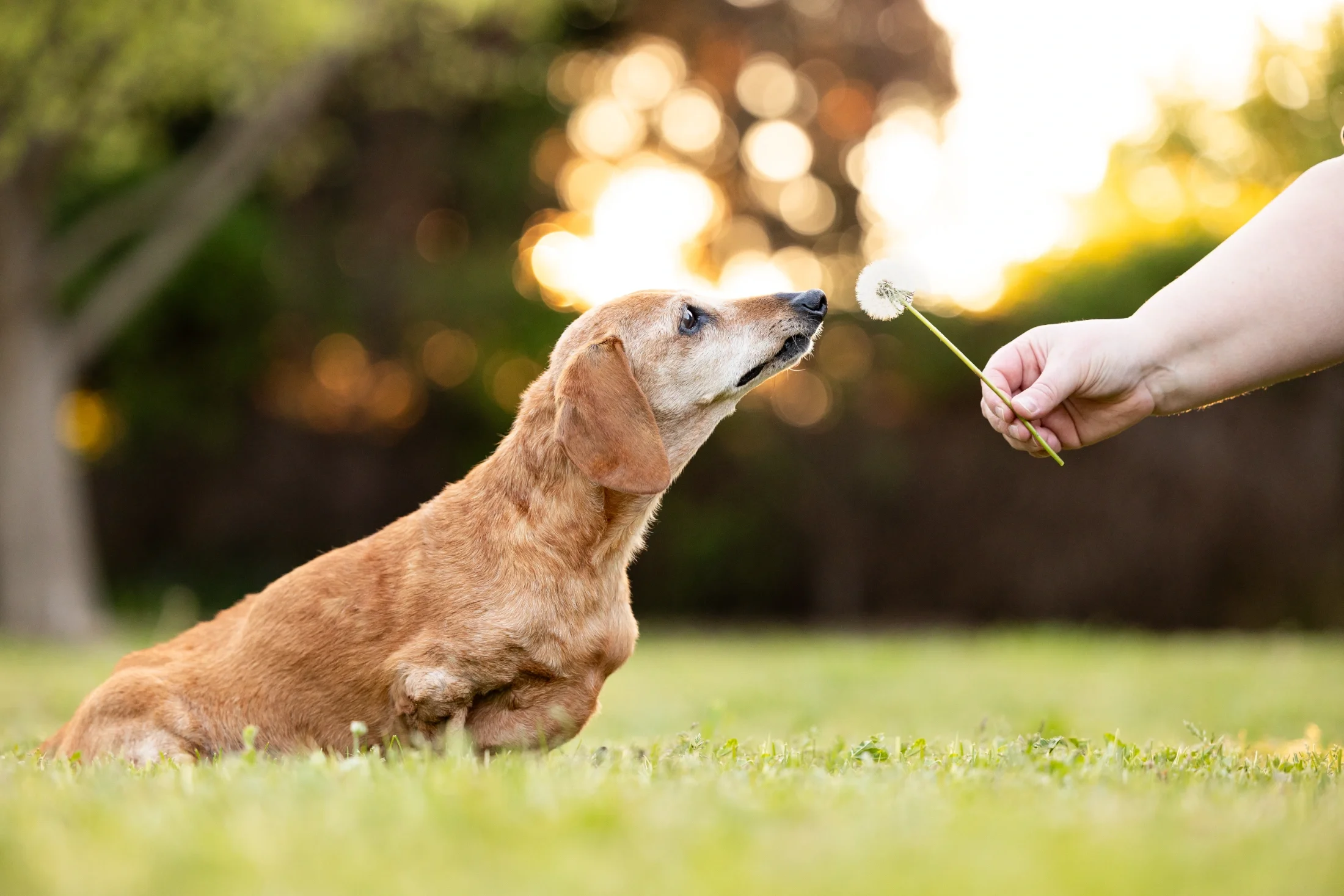 rogue-paws-photography-central-west-nsw-pet-photography-71.webp