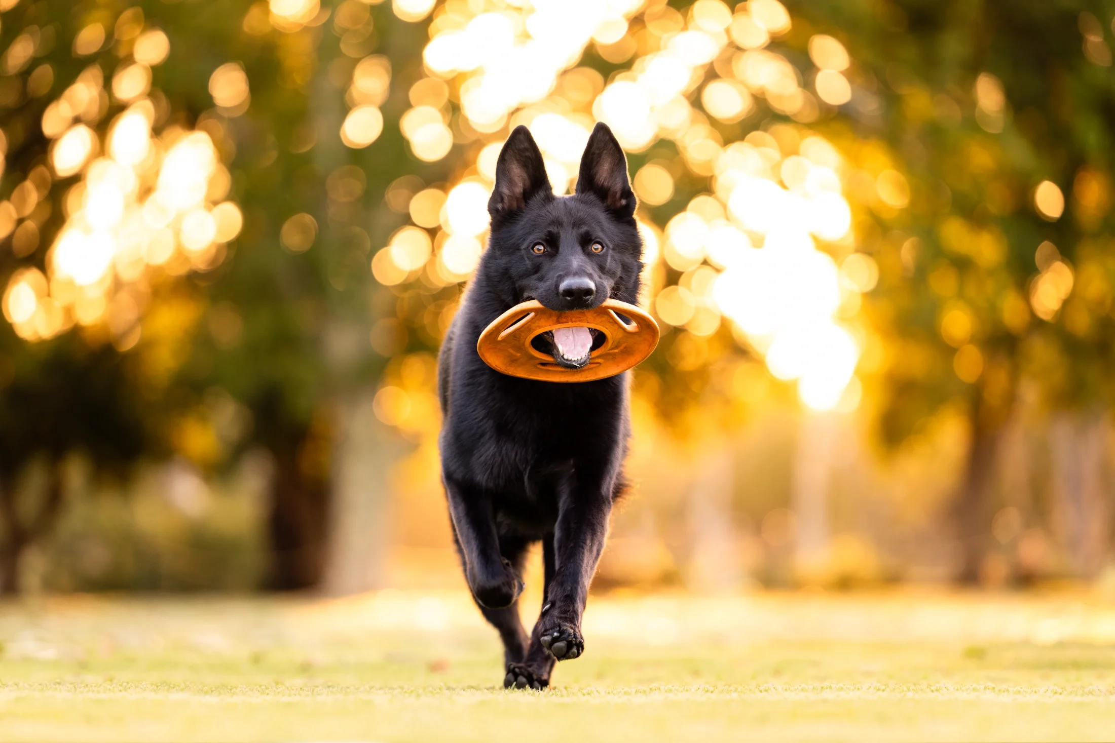 rogue-paws-photography-central-west-nsw-pet-photography-70.webp