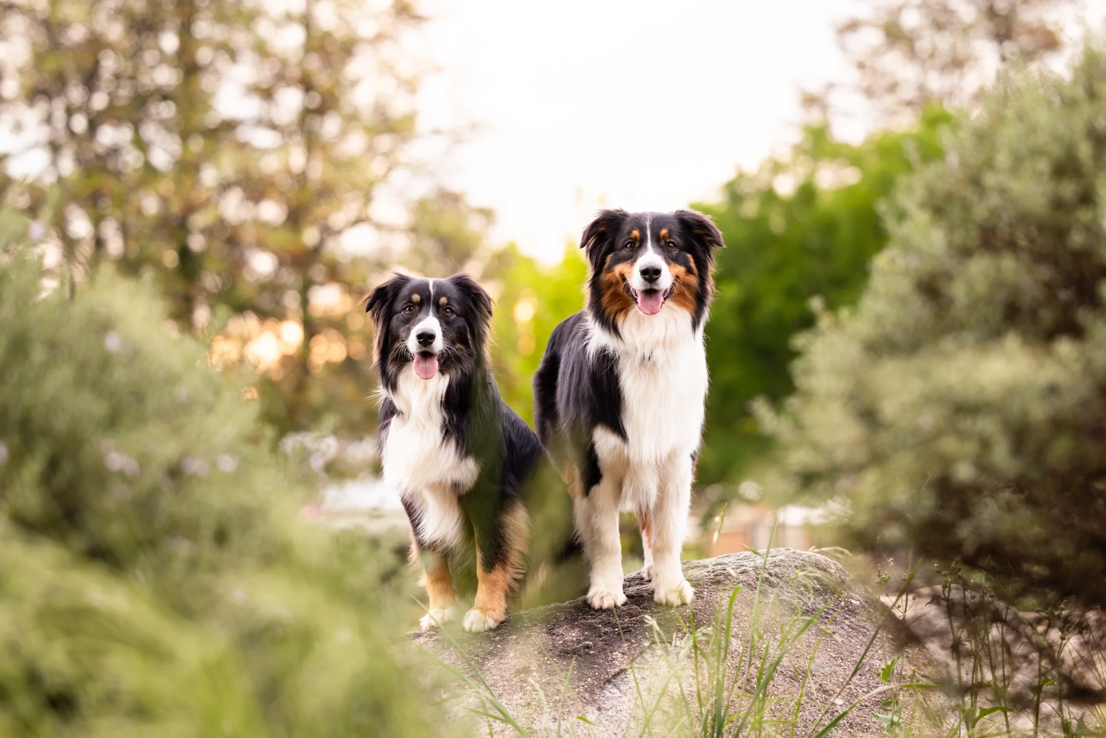 rogue-paws-photography-central-west-nsw-pet-photography-98.webp