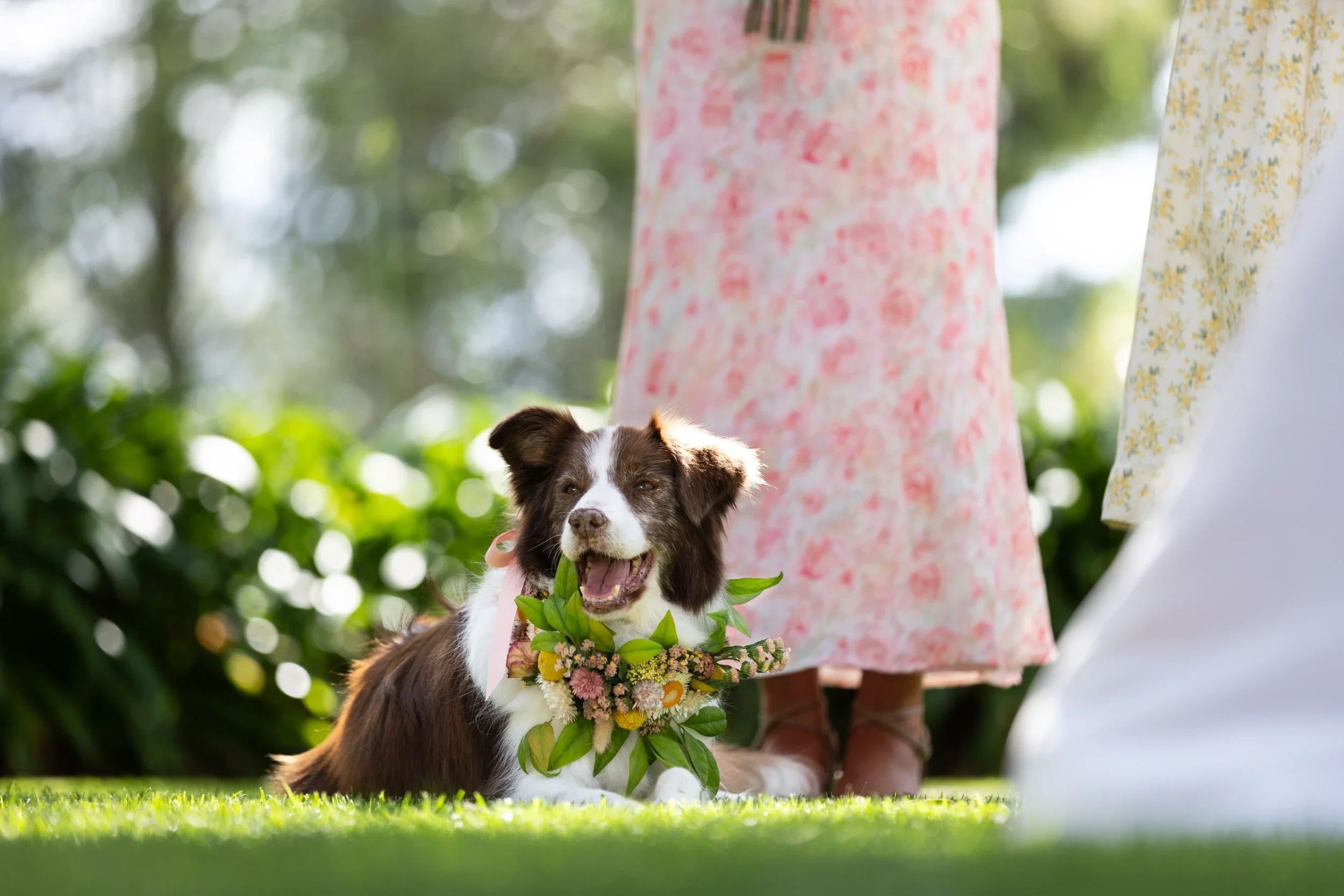 rogue-paws-photography-dog-wedding-photography-15.webp