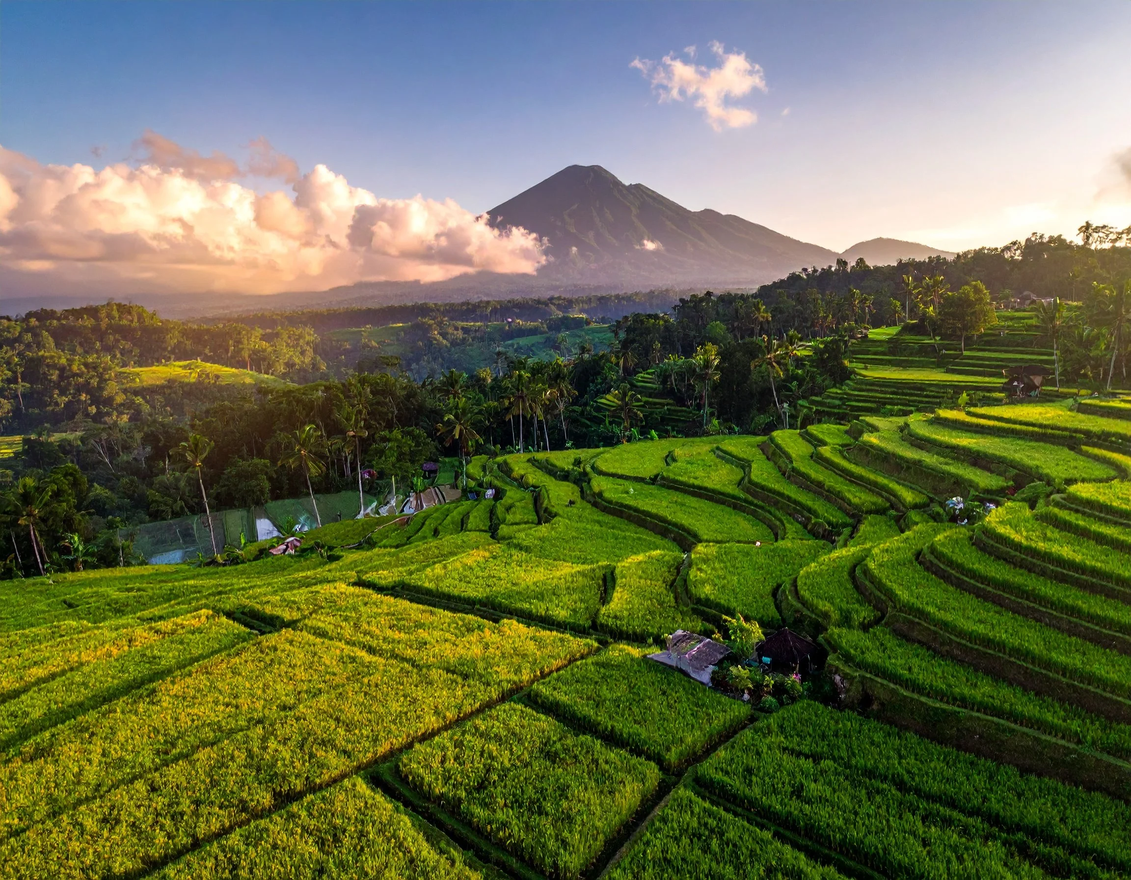 Firefly_bali rice fields in lovina more 972771.jpg
