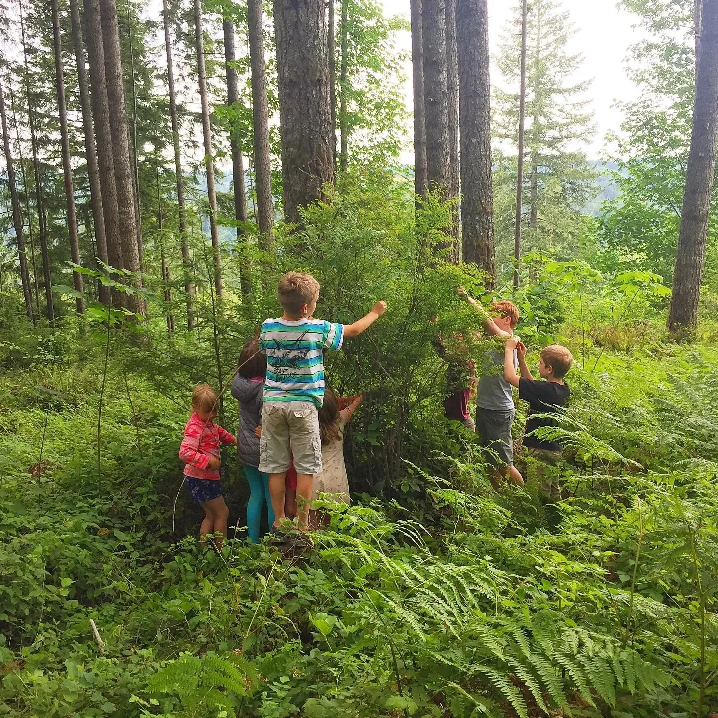 Plant identification is a key focus while hiking the trails at Nellie Creek, and summer time is berry season! 🍒

Here are some of our campers foraging for the sweet and tart Red Huckleberry (Vaccinium parvifolium) which grows in abundance throughout