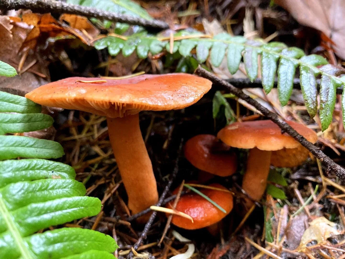 Fungi are friends at Nellie Creek 🍄❤️

Plant and fungi identification is just one of the many activities you can look forward to this summer with us!

#fungi #candycap #summercamp #oregon #nature #corbett #mushroom #forage #summer2023