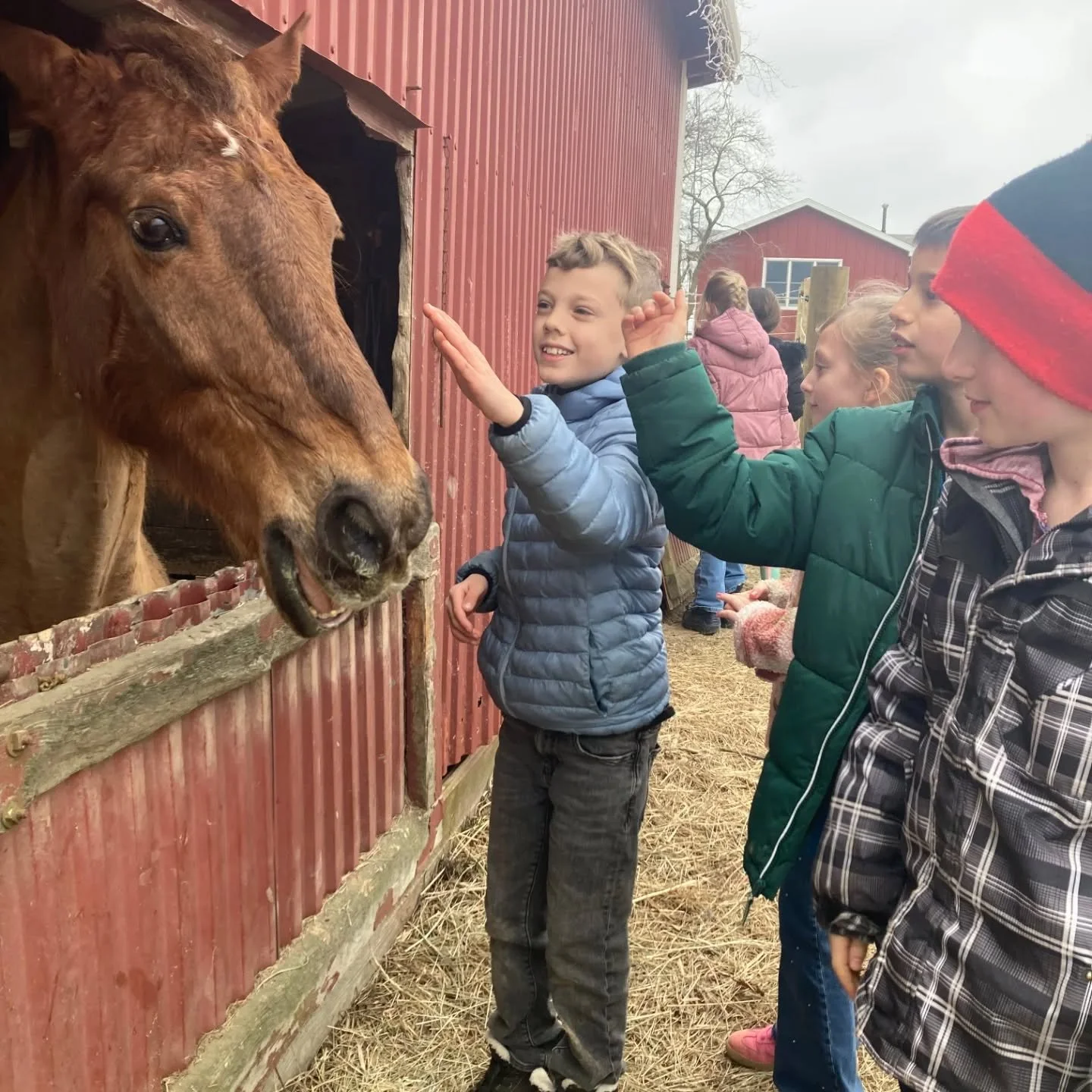 Field Trip to Red Barn Riding Company!
Our 3rd and 4th graders just finished reading the novel "Black Beauty", and went on a horse farm adventure to see these majestic creatures up close and in person! 

What a great way to learn about God'