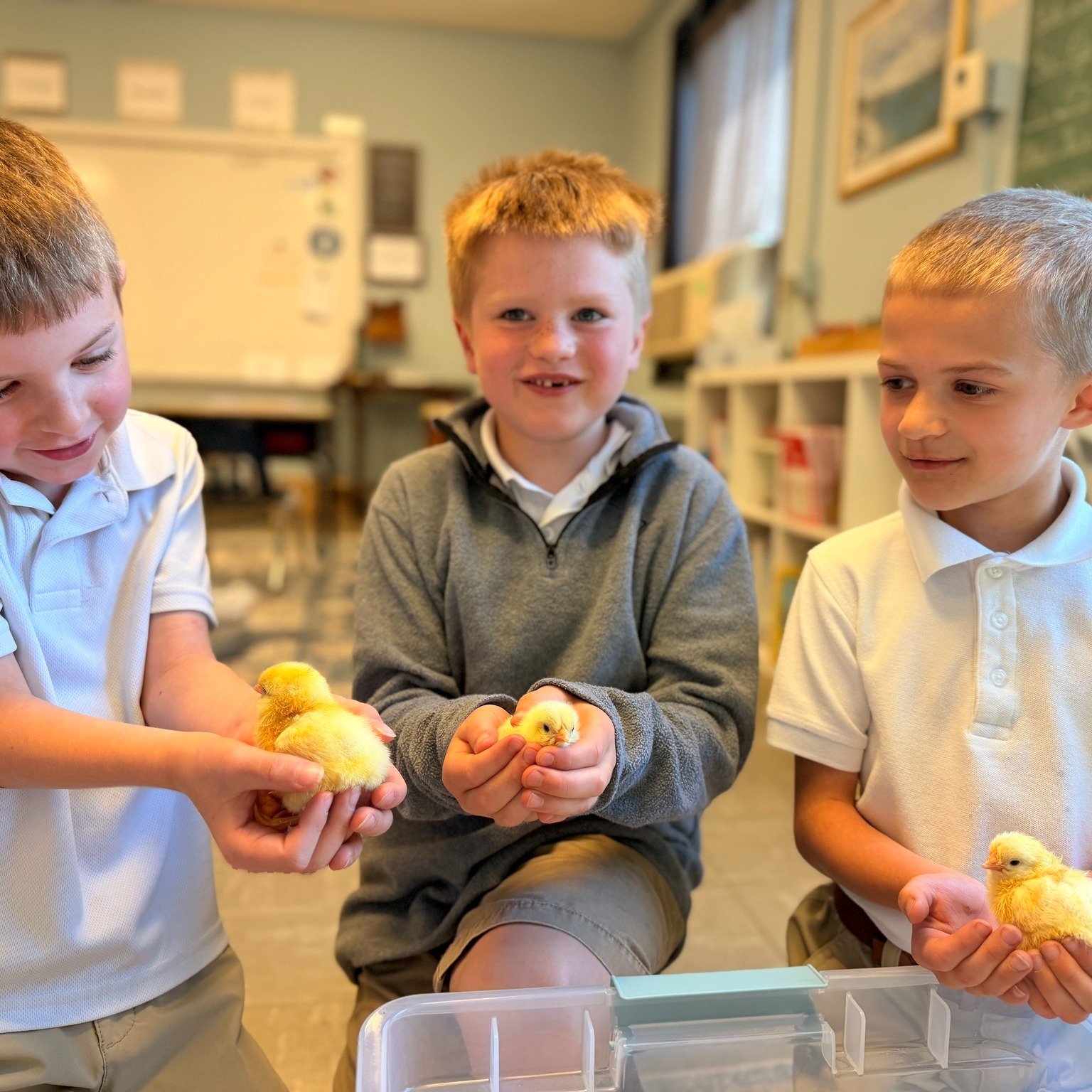 🚨Adorable fluffy cuteness alert! Our fuzzy friends finally arrived!🐥 

Students were overjoyed when they discovered the eggs they patiently waited for four weeks finally hatched. What a blessing to enjoy these little chicks from the @ilextension_lm