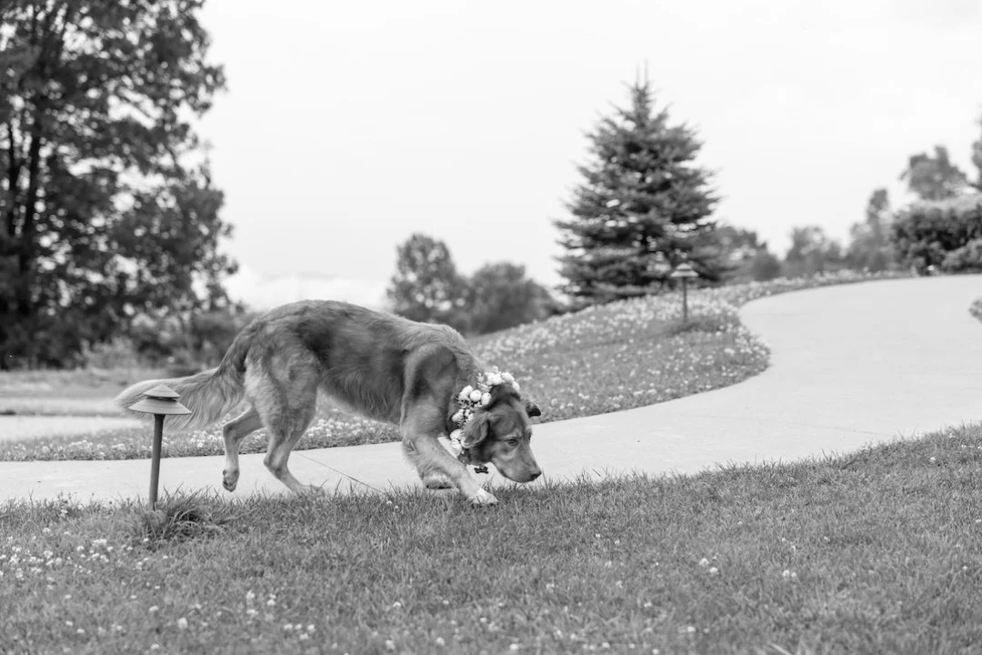 Because they're family too 🥰

Brook &amp; Juan 💕
Photo @timelesscarolinas
Coordination @nancyessevents
Venue: @skyretreat
DJ: @welterentertainment
Catering @cranfordbrothers
Bartending: @carolinacraftsontap
Cake: @dombakeriesnc
Bouquets &amp; Flora