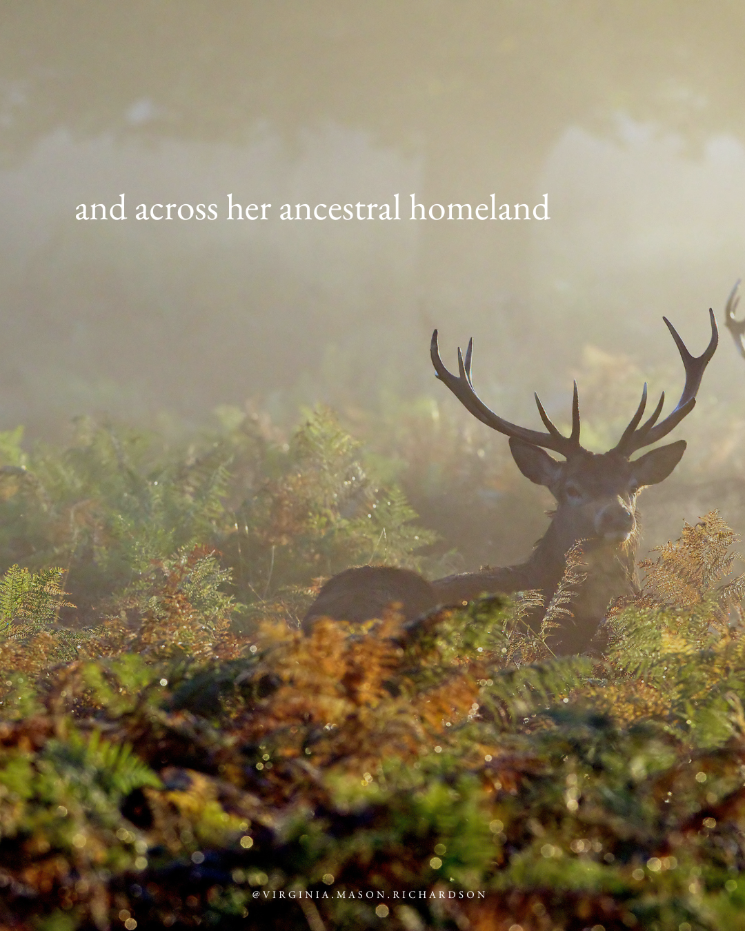A stag stand in Scotland (Copy) (Copy)