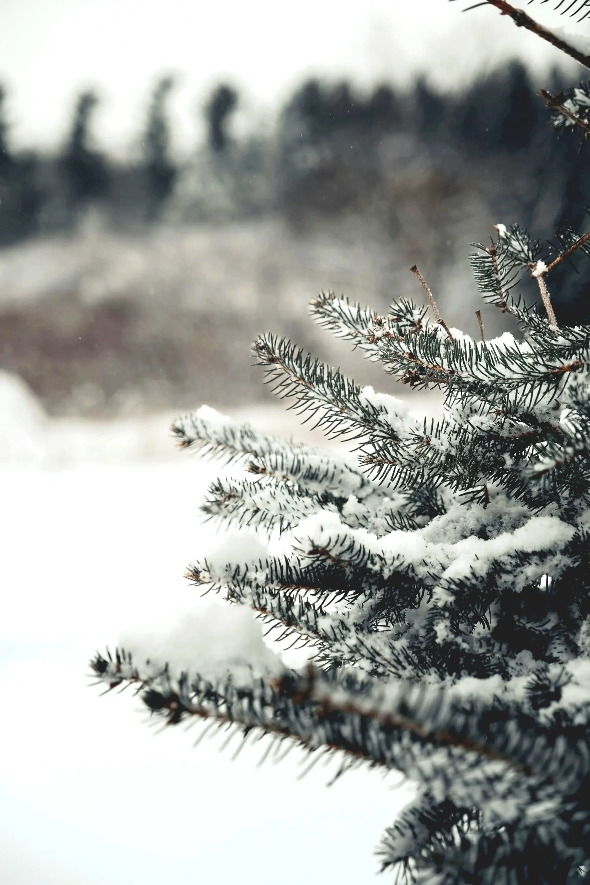 Snow-covered evergreen tree branches during winter in Calgary