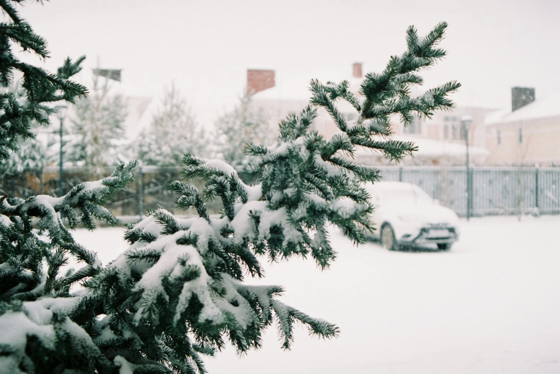 Snow-covered evergreen branches with a commercial property in the background during winter in Calgary