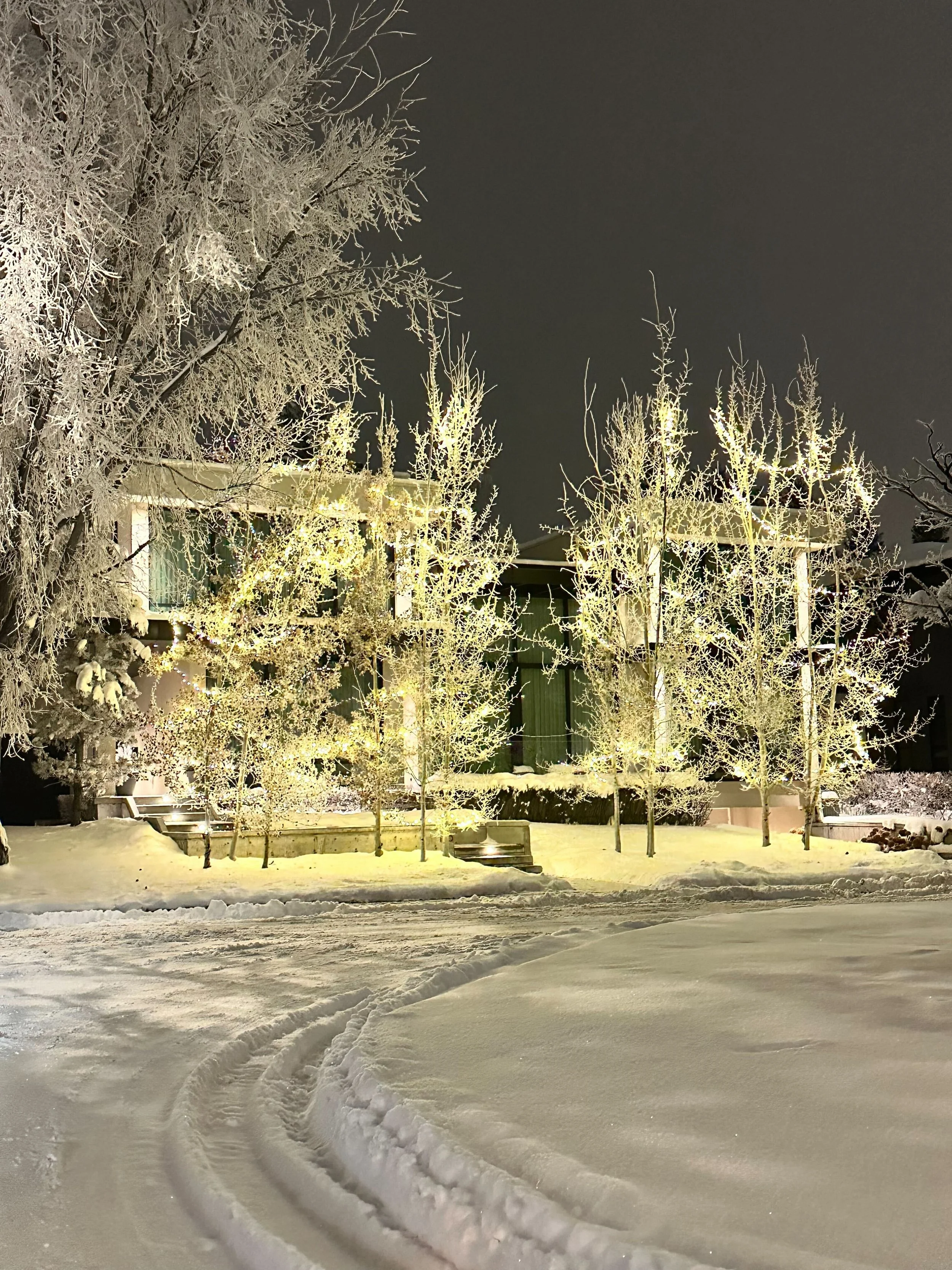 Warm white conical LED lights installed on trees in Calgary creating a dense, uniform glow for professional outdoor tree lighting