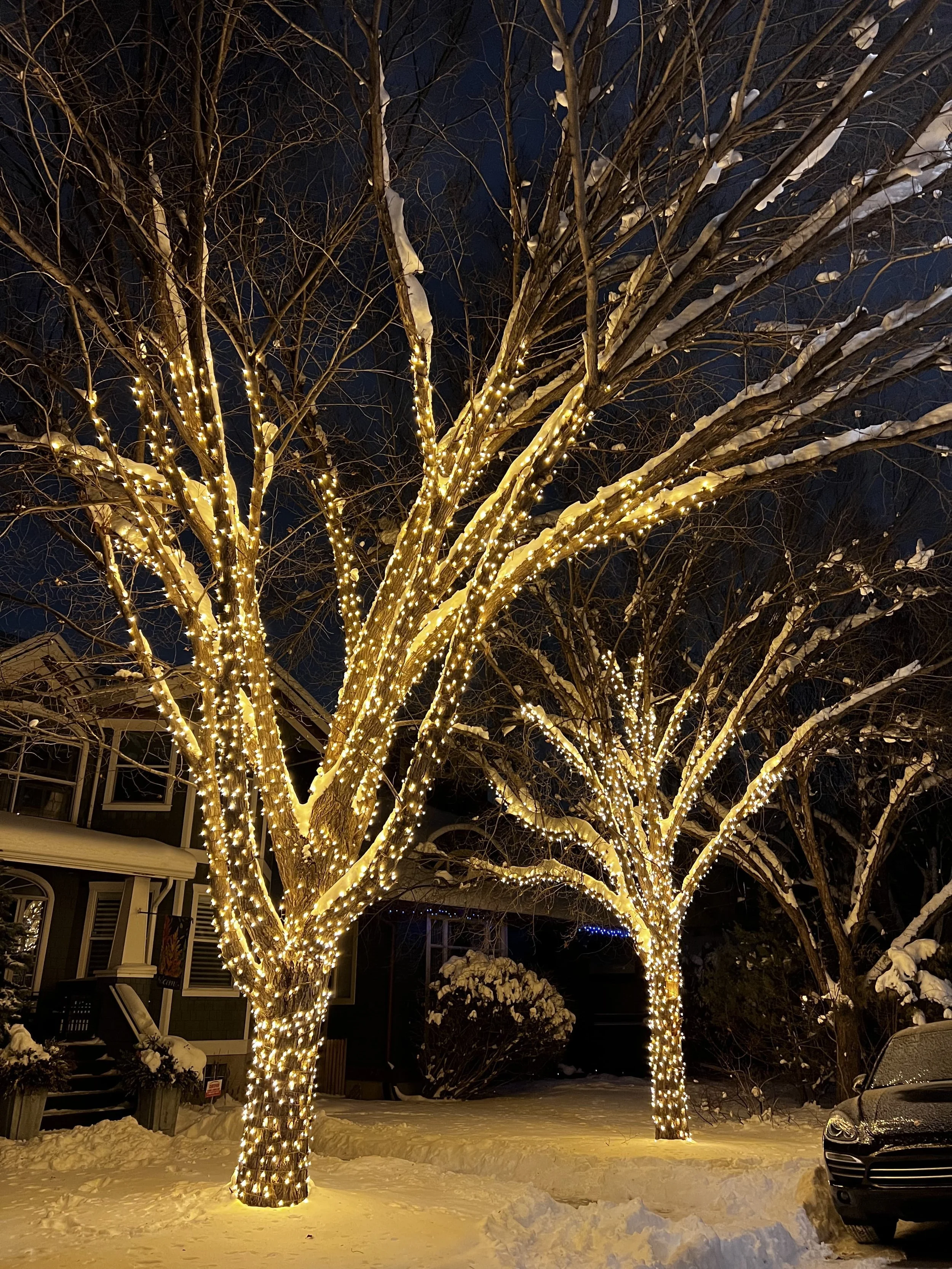 Professional tree light installation in Calgary with C6 warm white branch wrap on residential trees