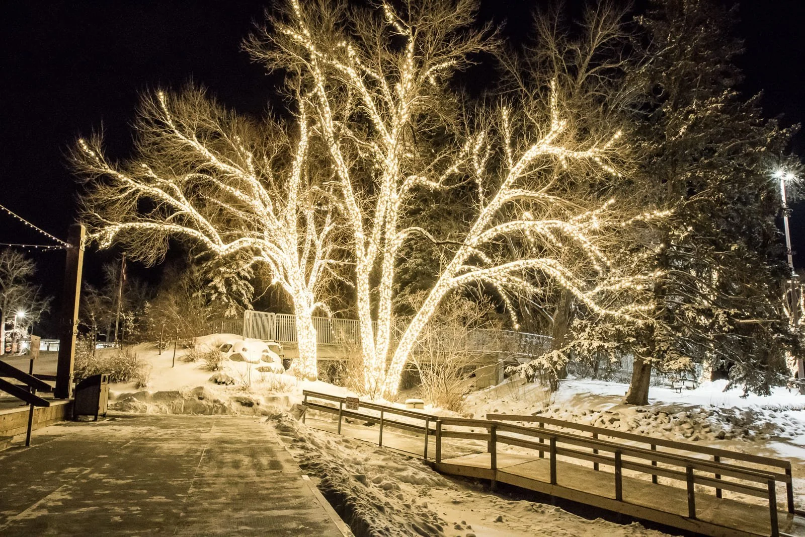 Large-scale commercial tree lighting installation at Bowness Park in Calgary featuring conical warm white lights on mature trees