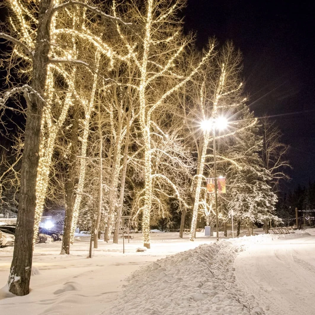 Warm white conical LED tree lighting installation at Bowness Park in Calgary creating a dense, uniform glow on trees