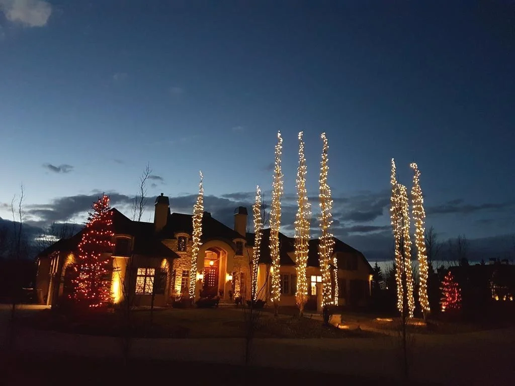 Outdoor tree lighting installation in Calgary featuring conical warm white lights on tall aspens and red C6 lights on spruce trees