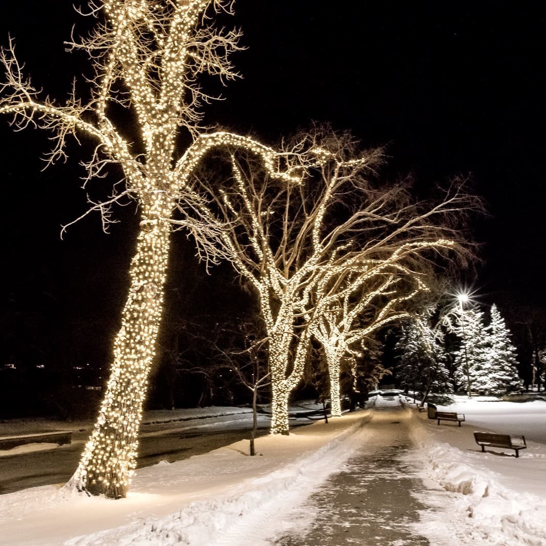 Commercial tree lighting installation in Calgary for Bowness Park with conical warm white lights wrapped on multiple trees