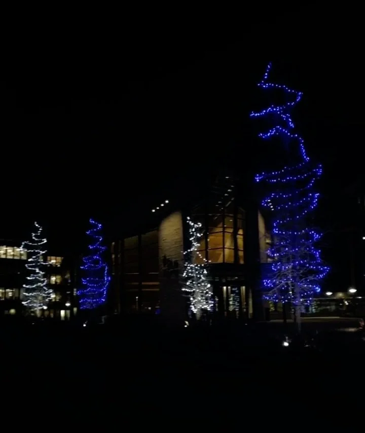 Commercial tree lighting installation in Calgary at ATCO campus with C6 LED lights on multiple trees