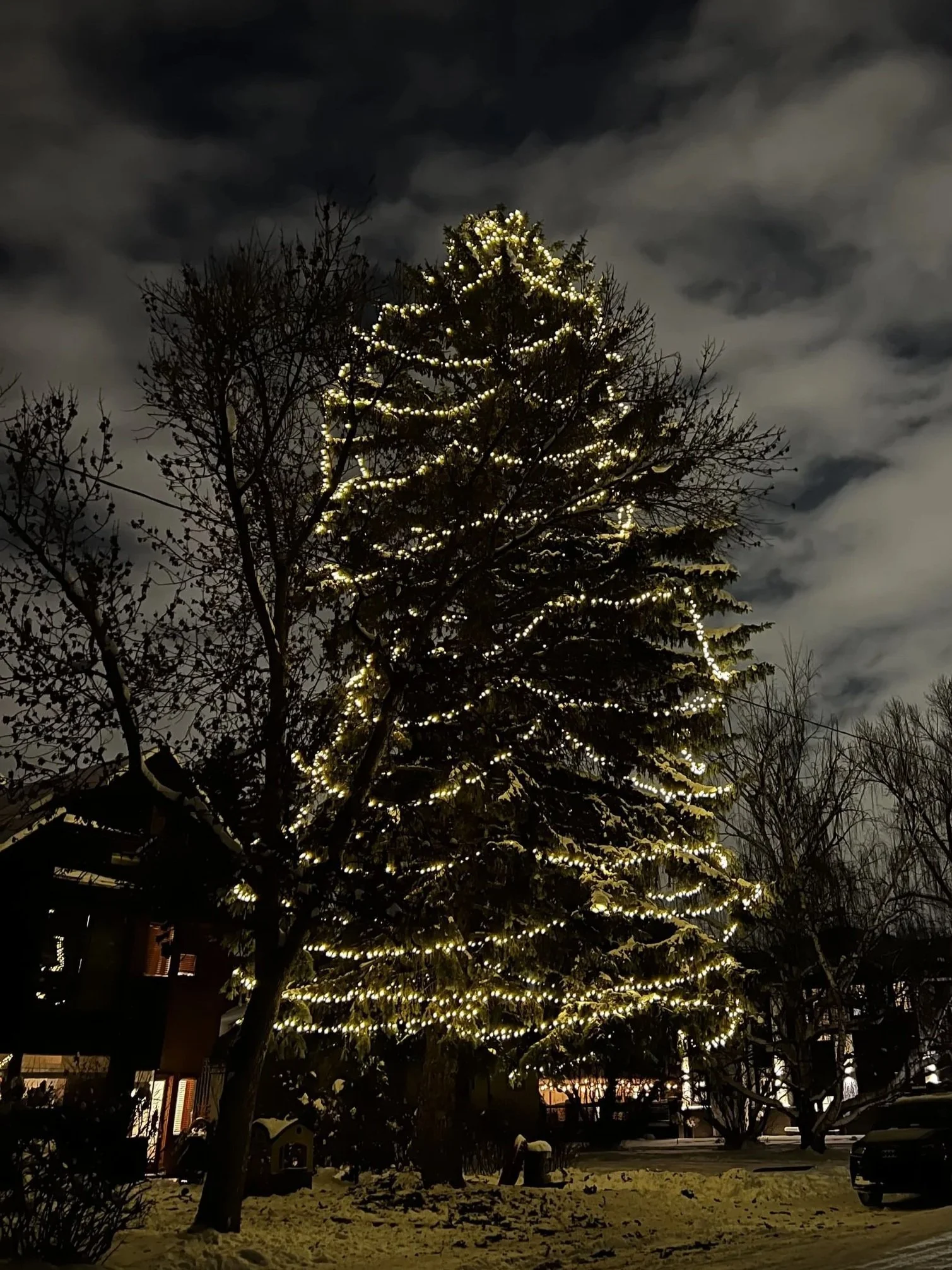 Professional tree light installation in Calgary with C6 warm white lights on a large evergreen or spruce tree