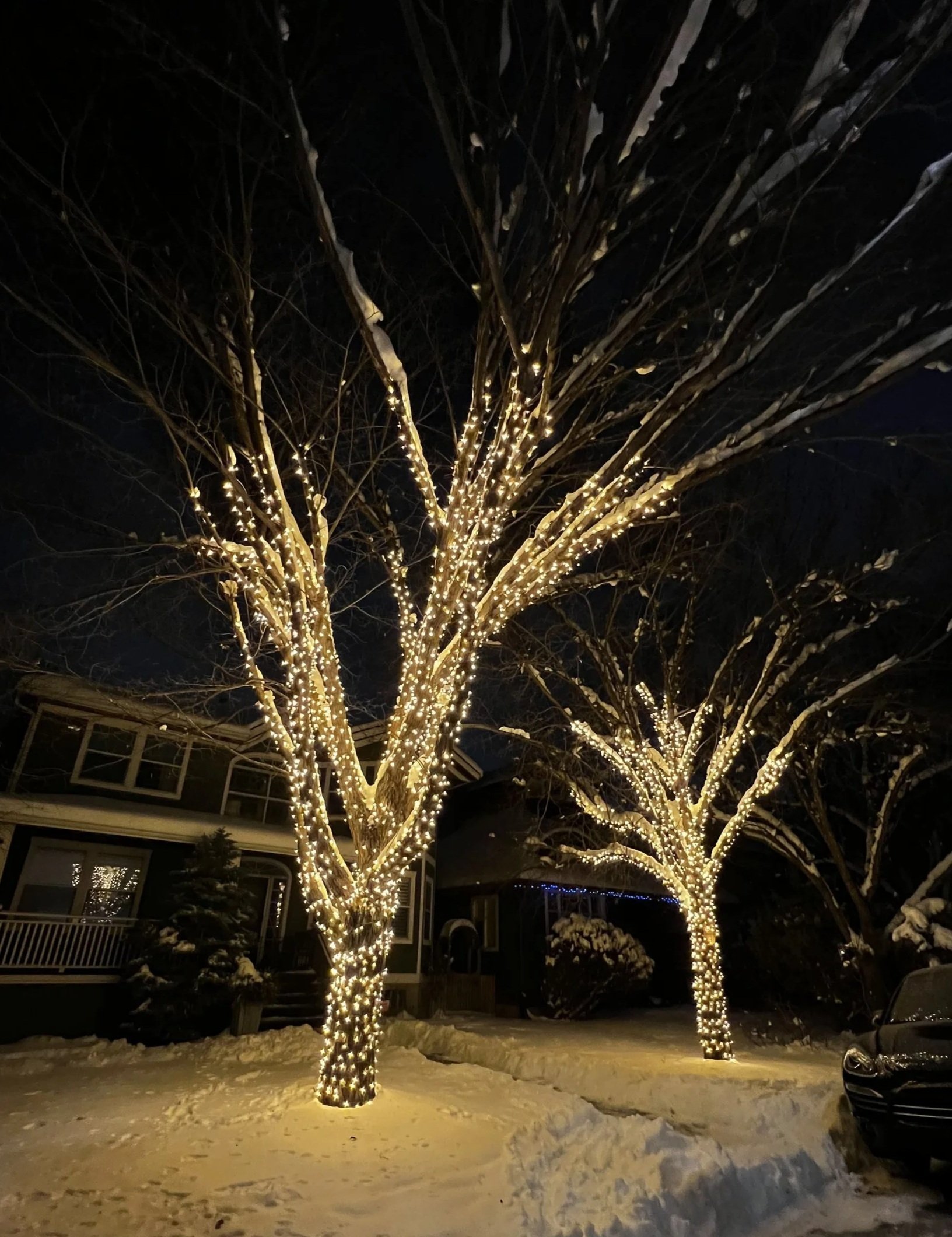 Professional tree light installation in Calgary with C6 warm white branch wrap on residential trees