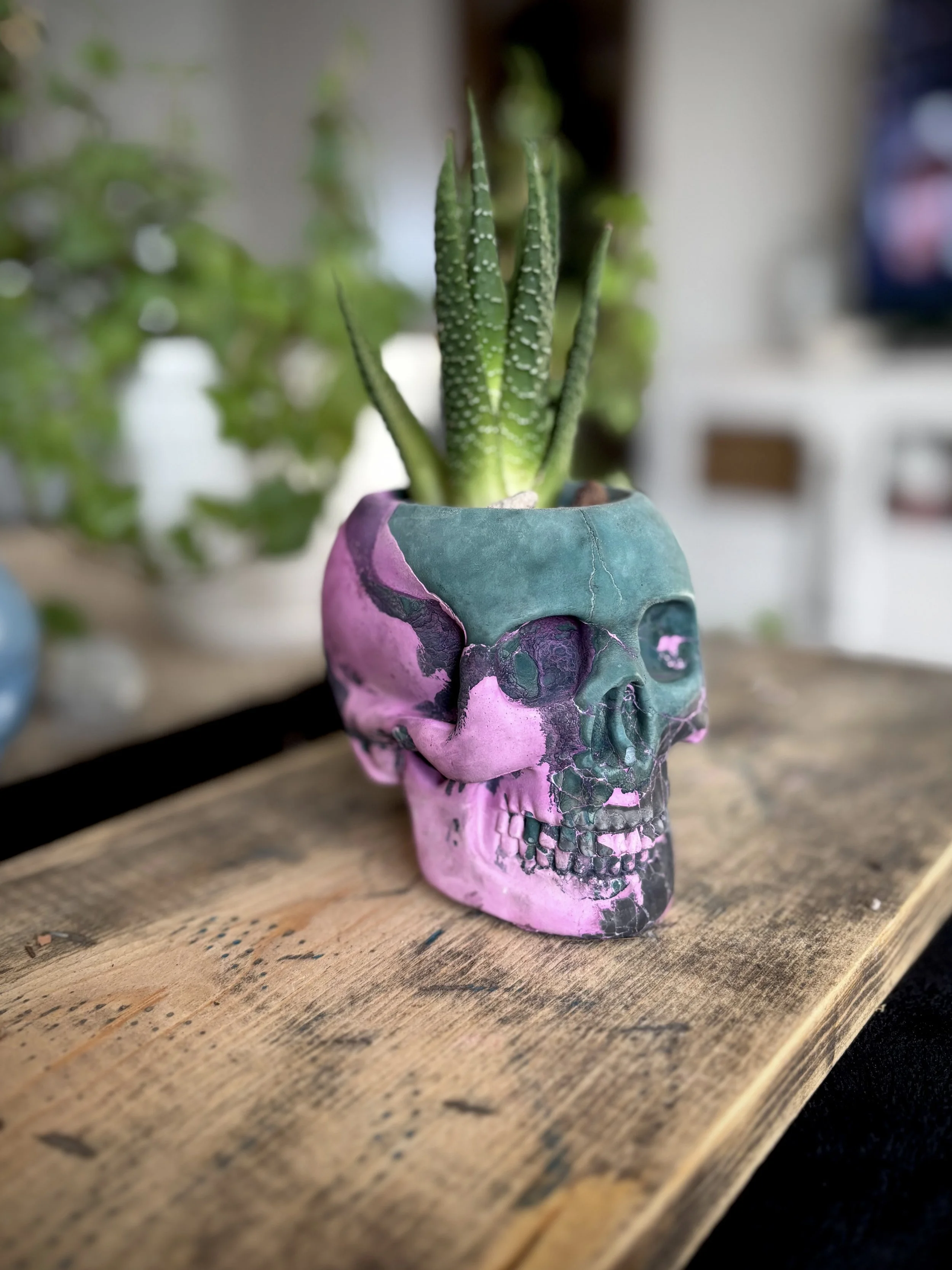 Concrete Skull Planter -PINK/TEAL