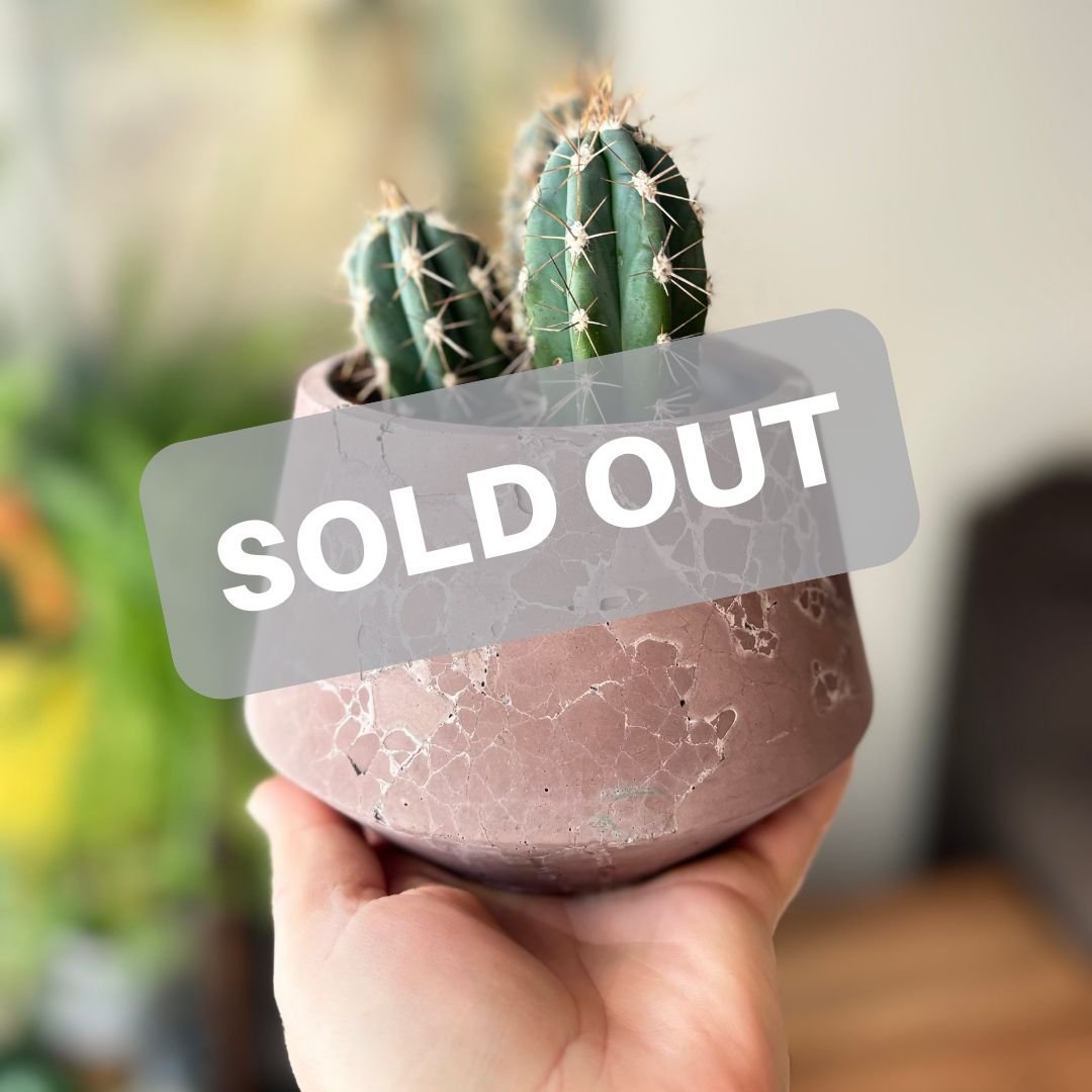 Red Modern Sold Out Sandwich Instagram Post-2.jpg