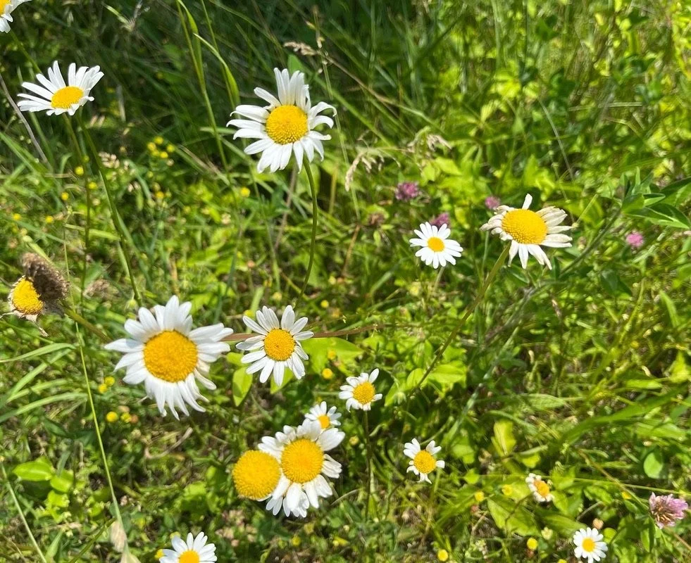 16C74545-A098-43D8-9414-4D6335C71013_1_105_c.jpeg