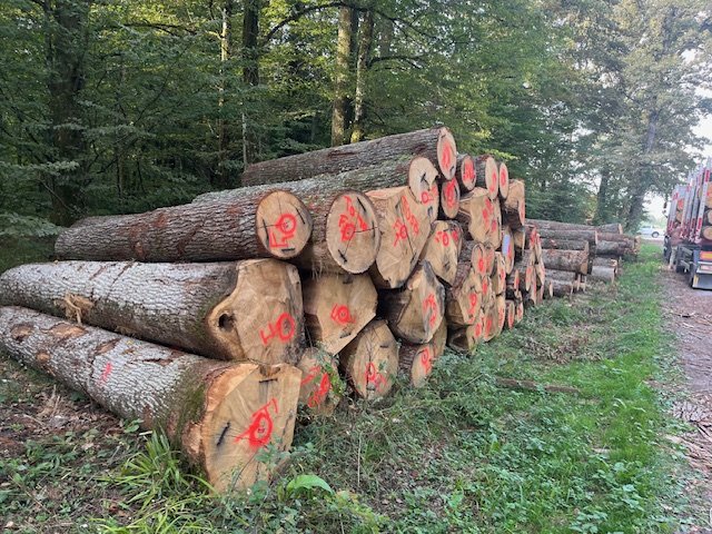 Stack of cut logs with red markings in a forested area, next to a dirt road and a truck.