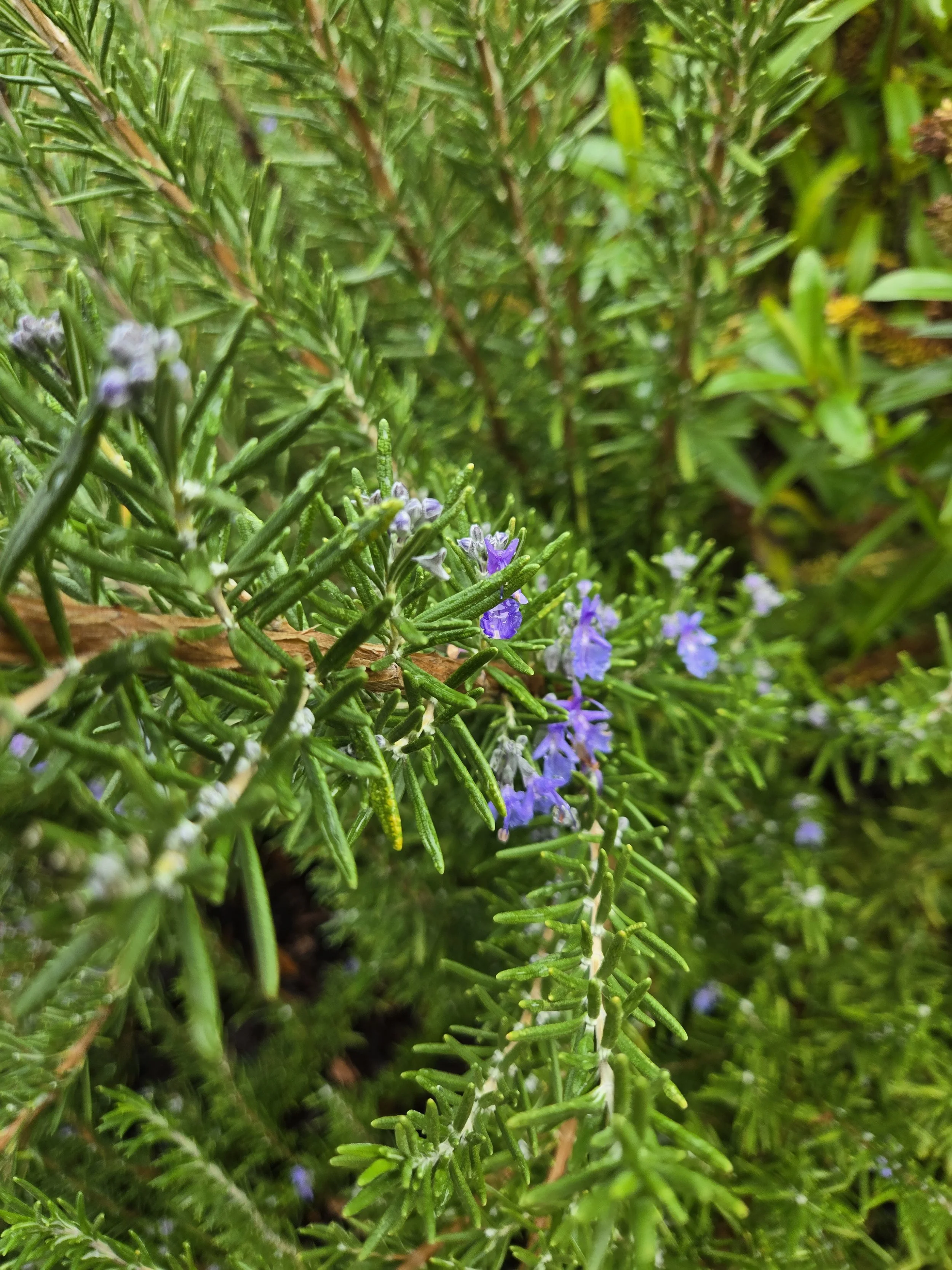 Rosemary