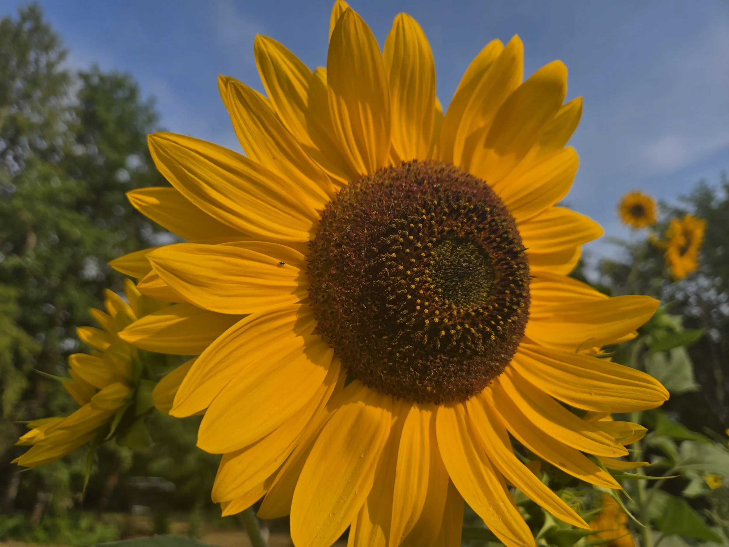 Sunflower
