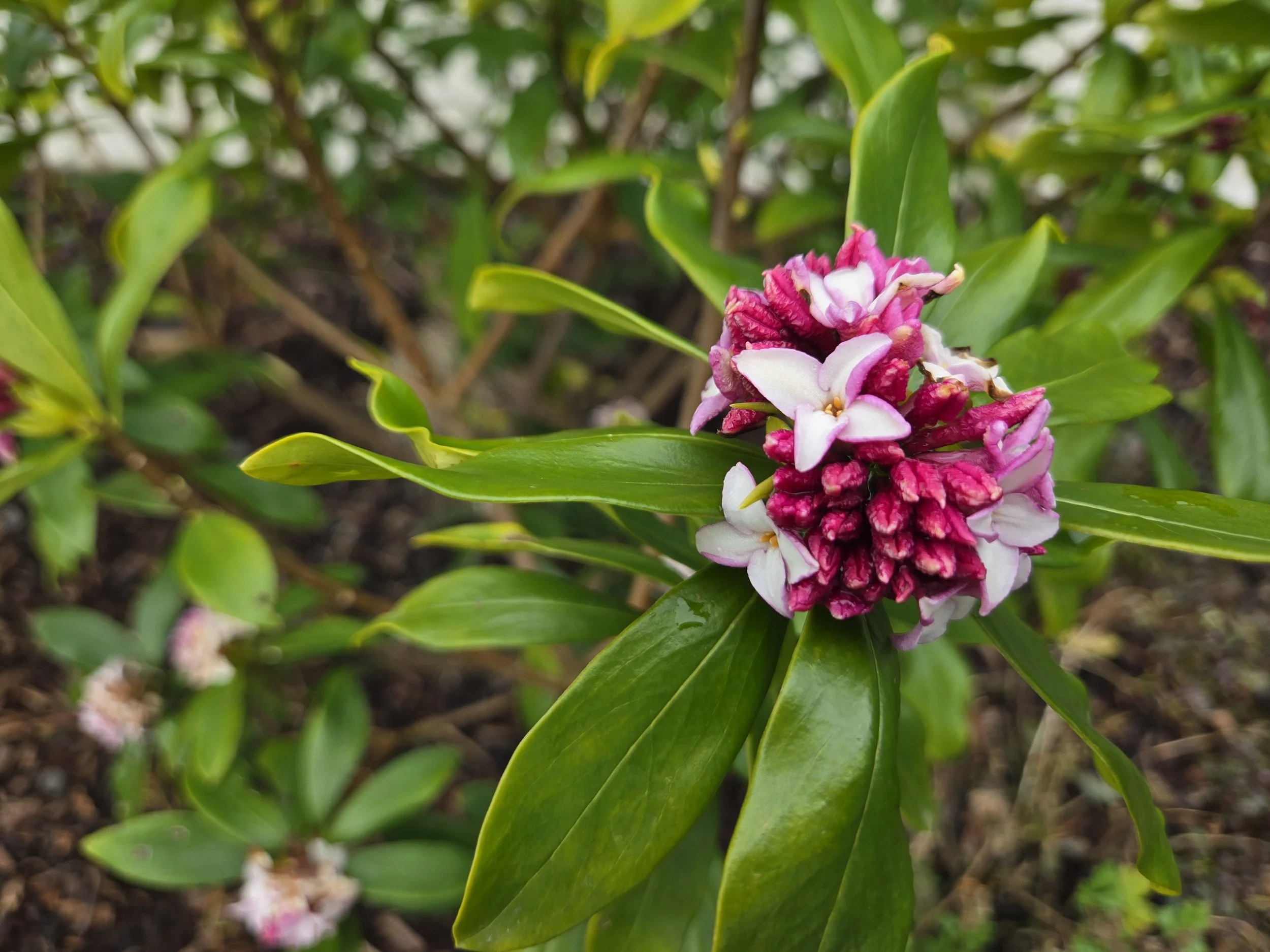 Daphnes