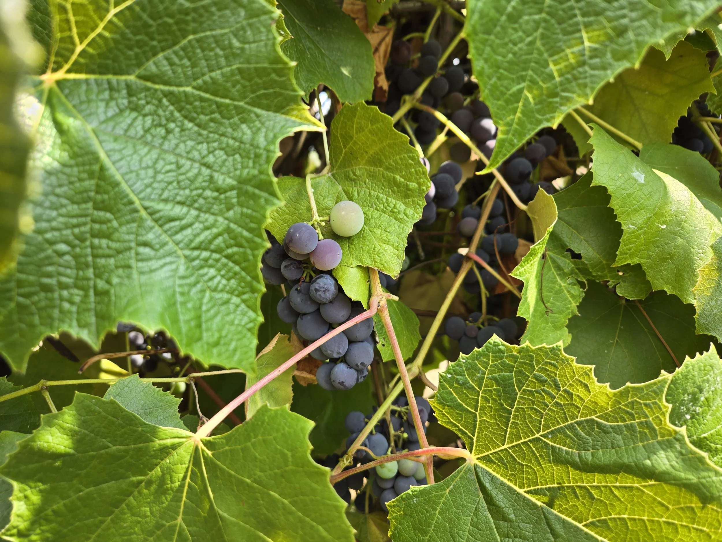 Grapes