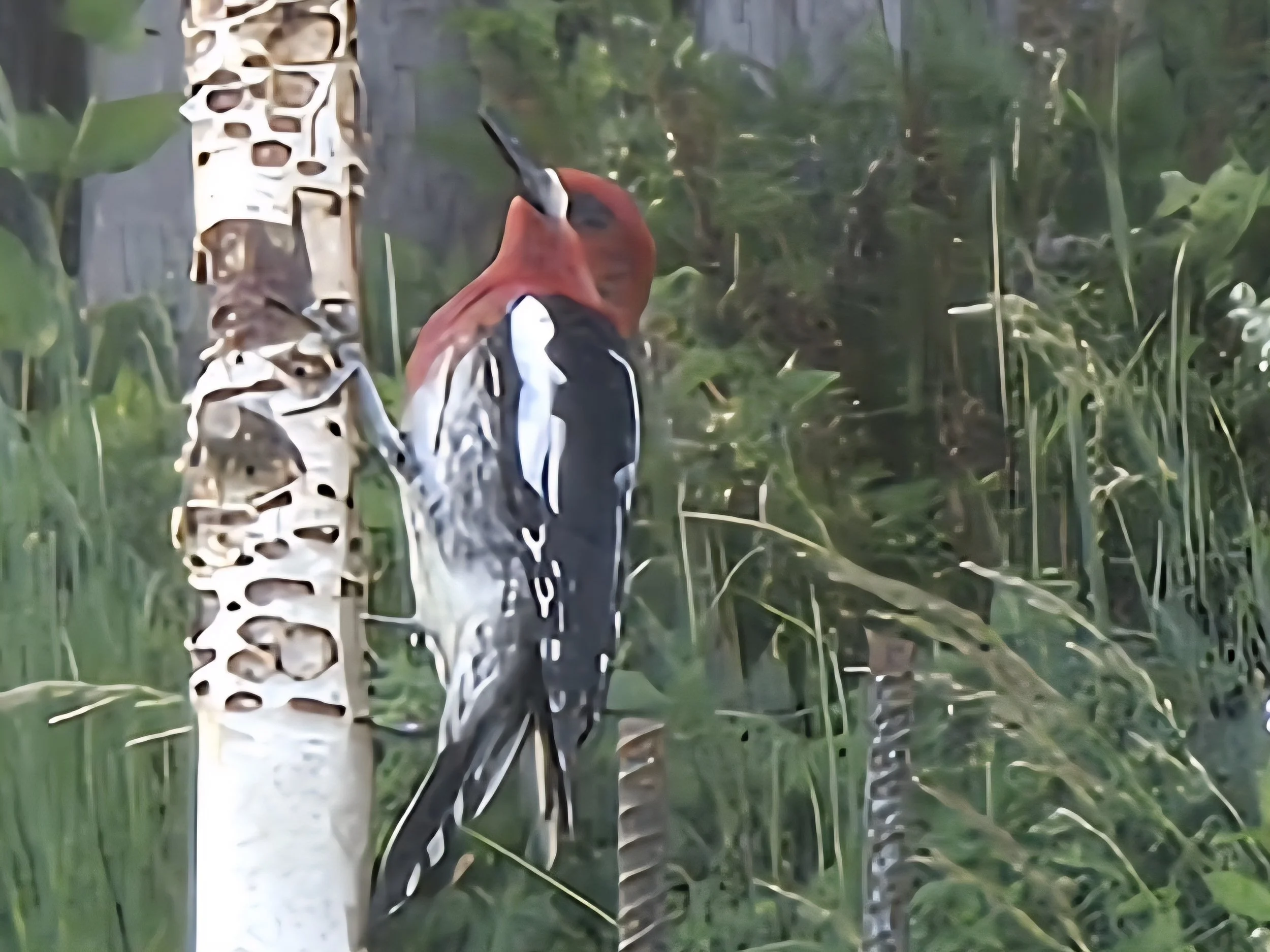 Woodpecker