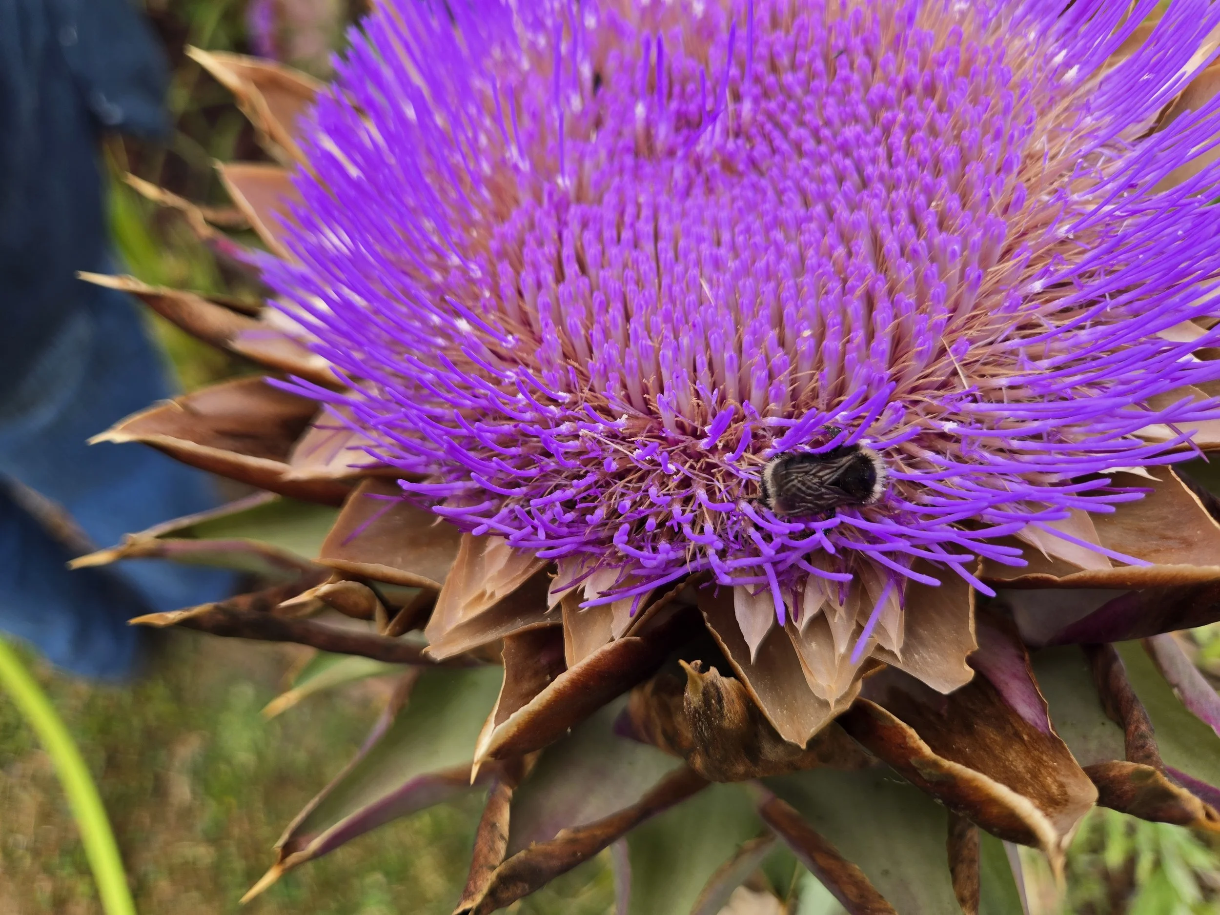 Artichoke and Bumblebee