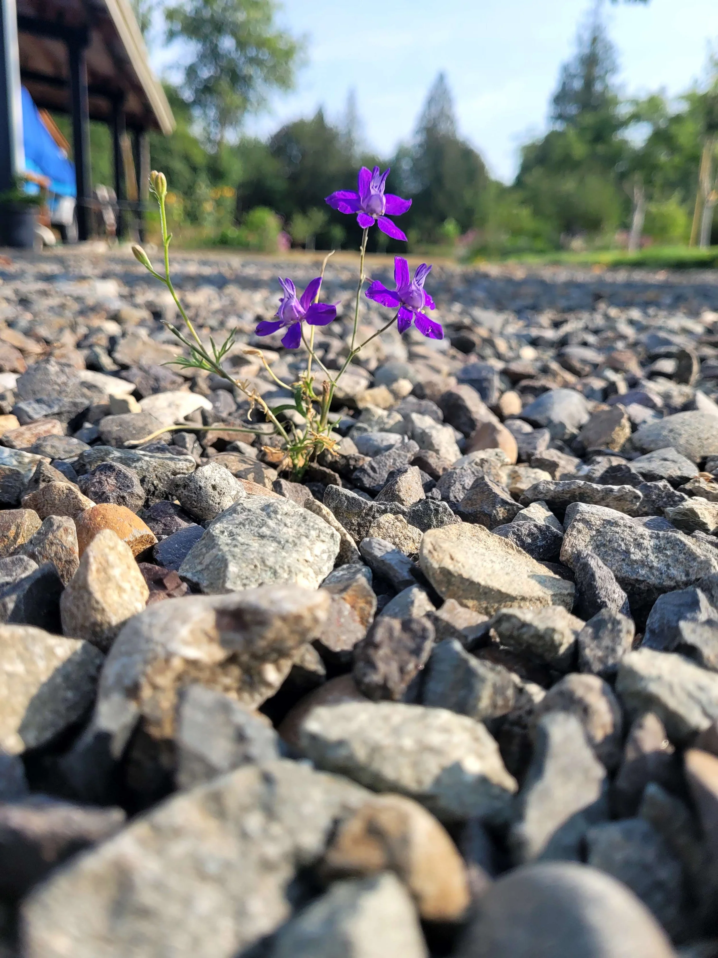 Fun angle with a pretty flower
