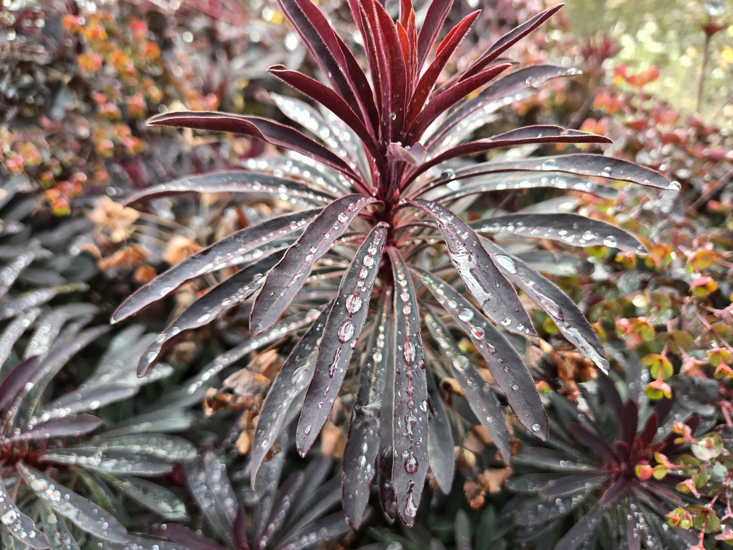 Dark Euphorbia