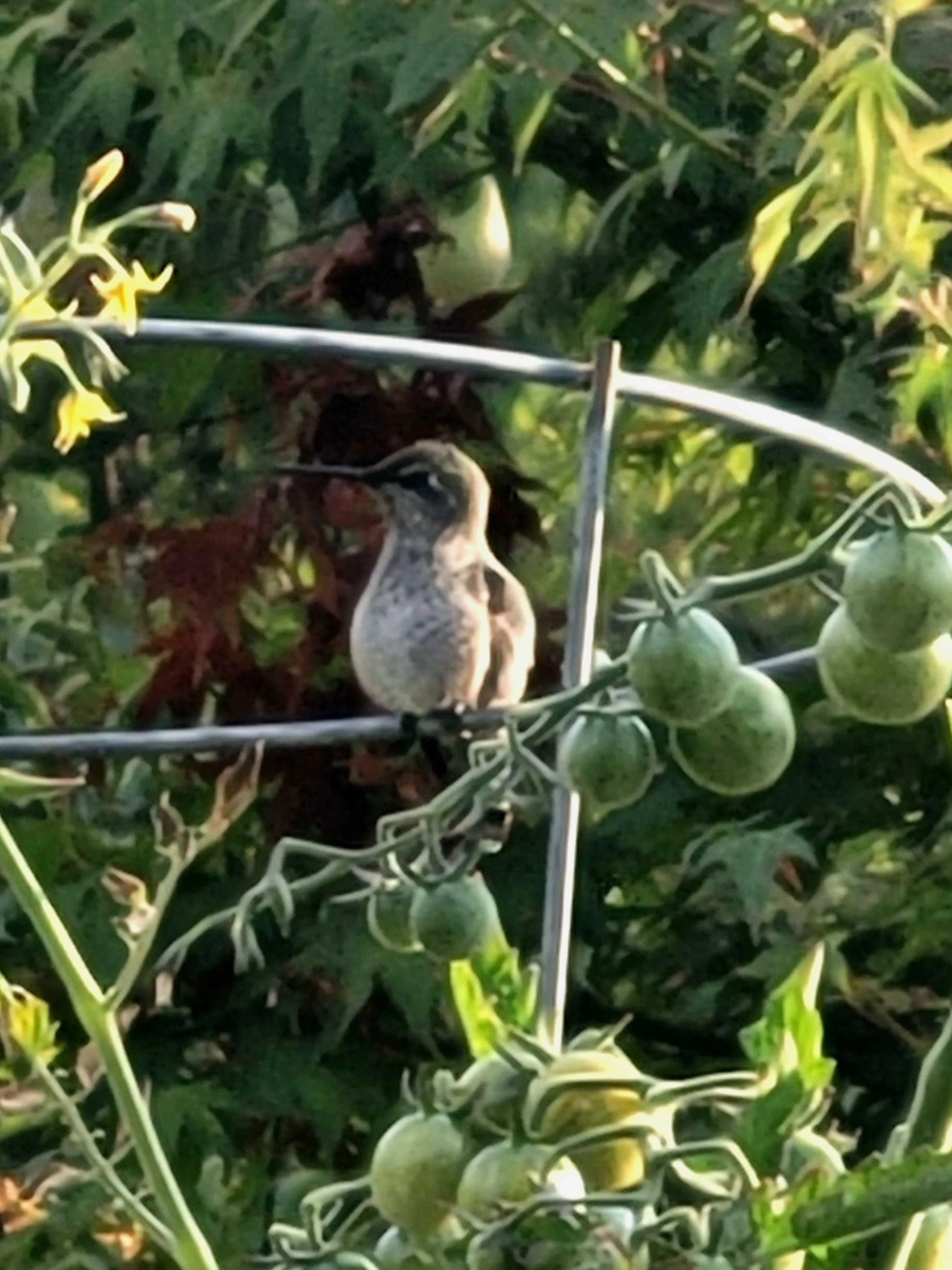 Hummingbird at rest