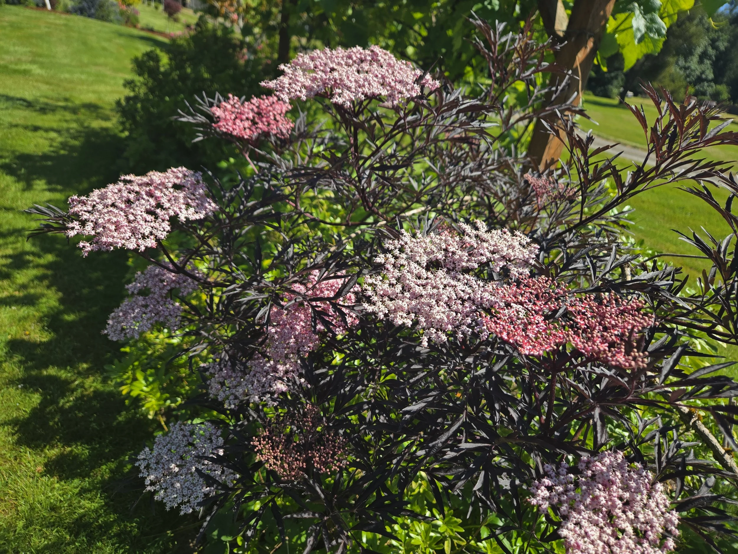 Elderberry