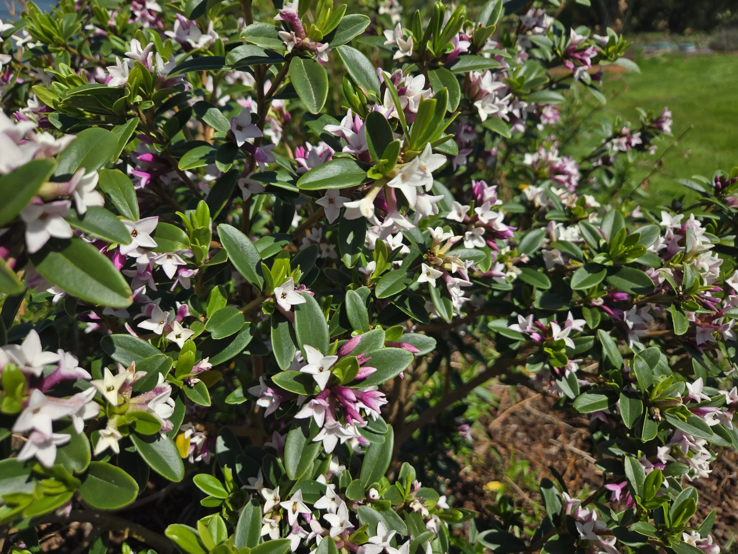 Daphnes