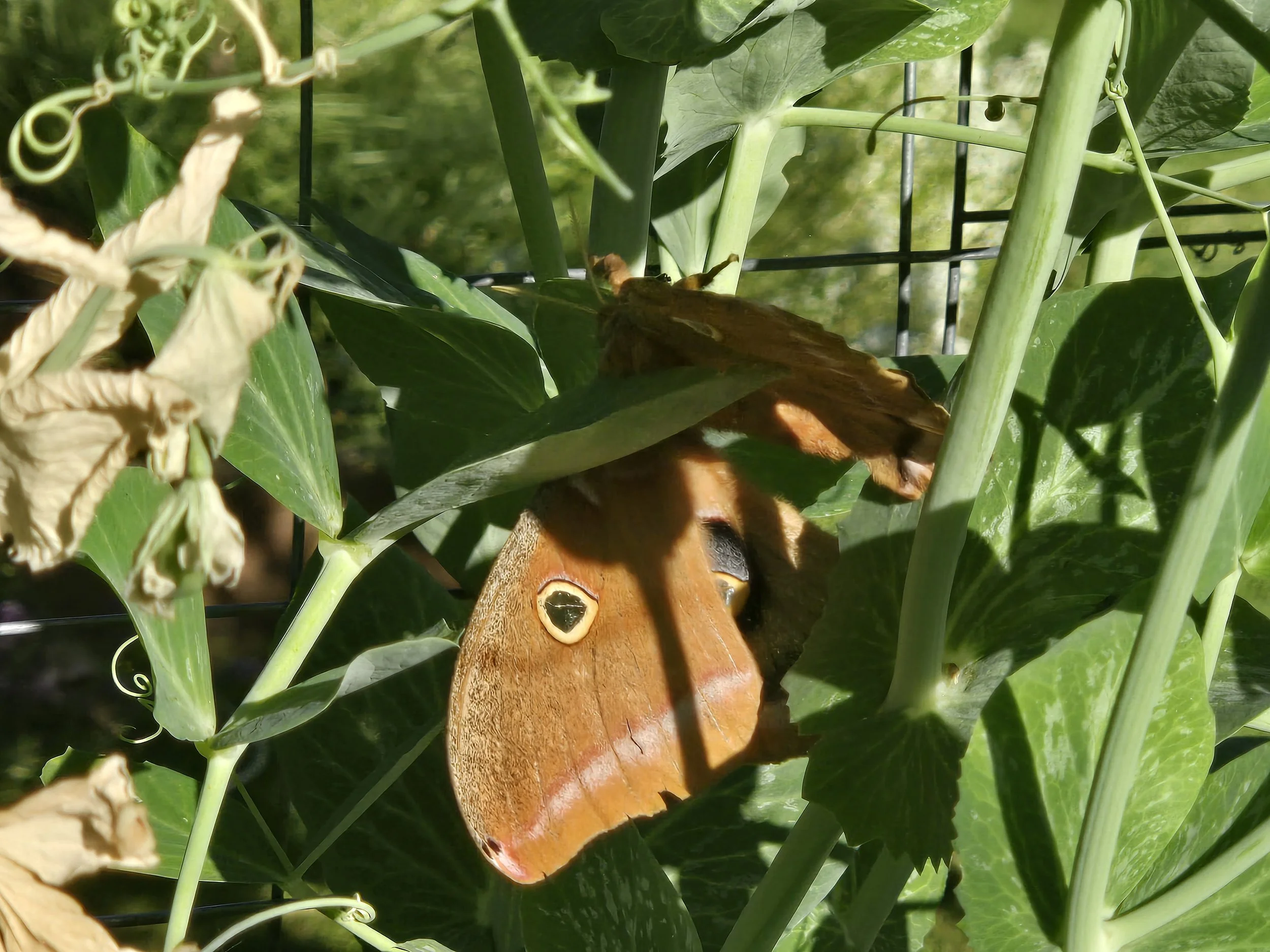 Butterfly 1b