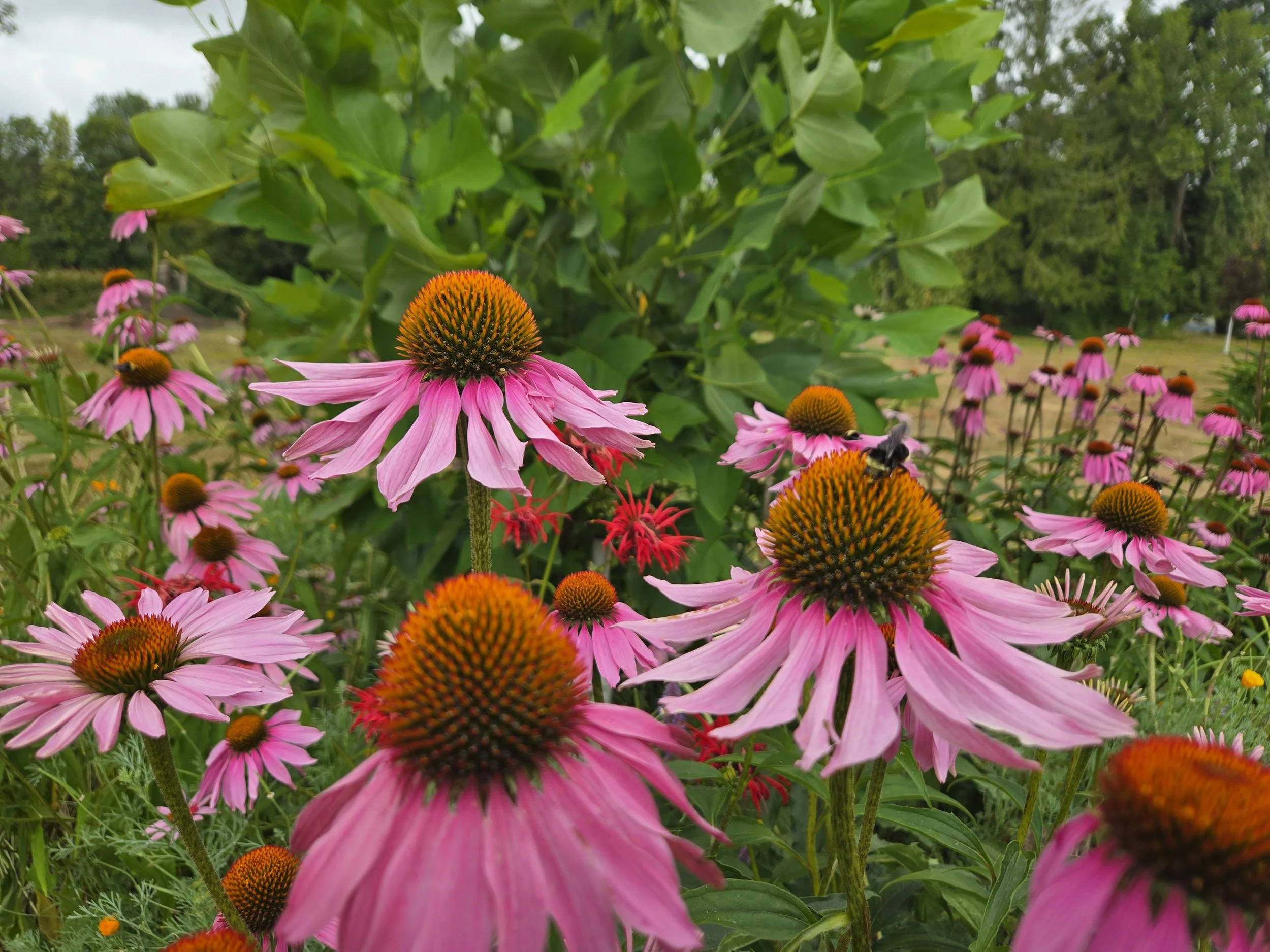 Echinacea