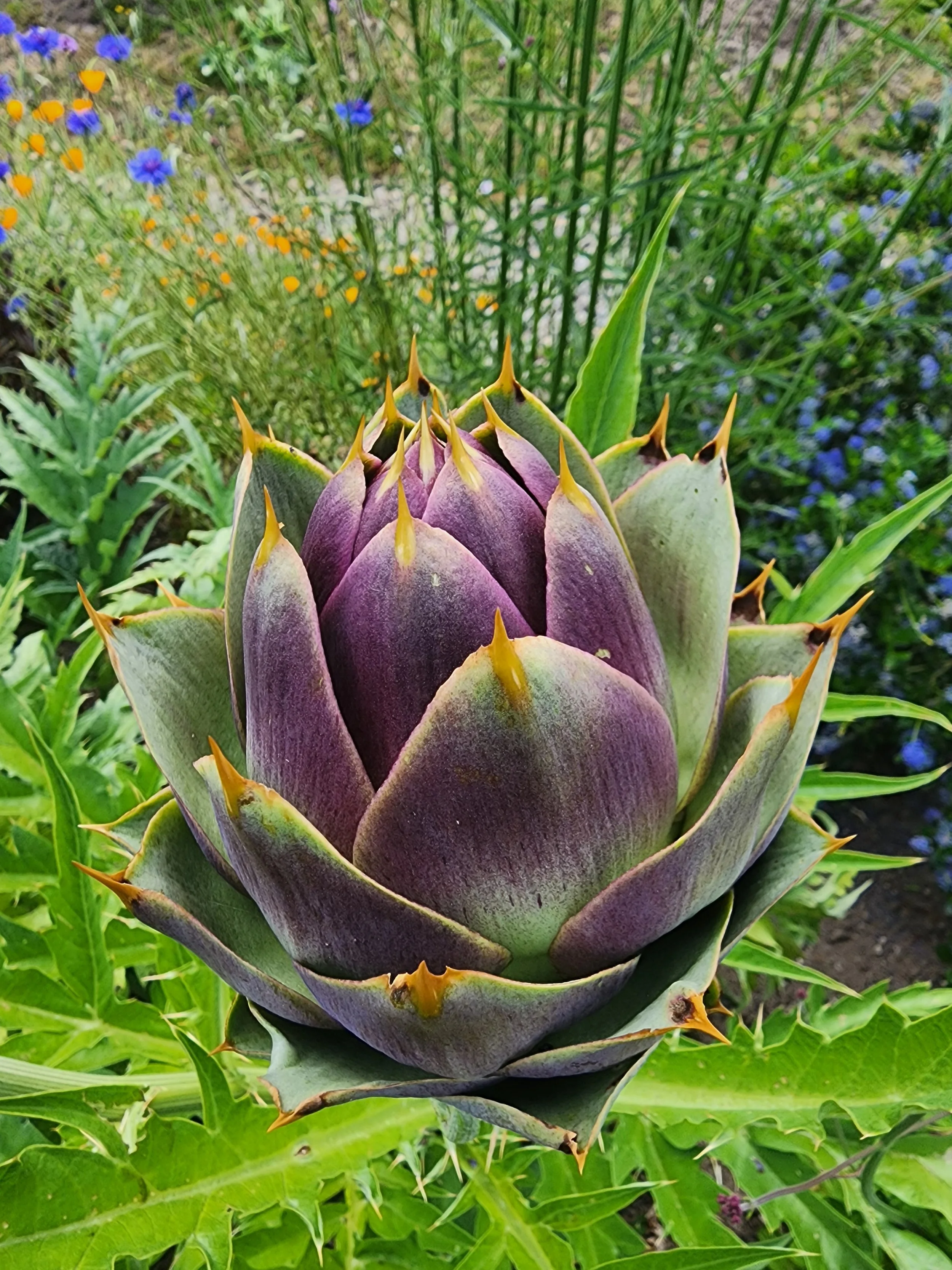 Artichoke