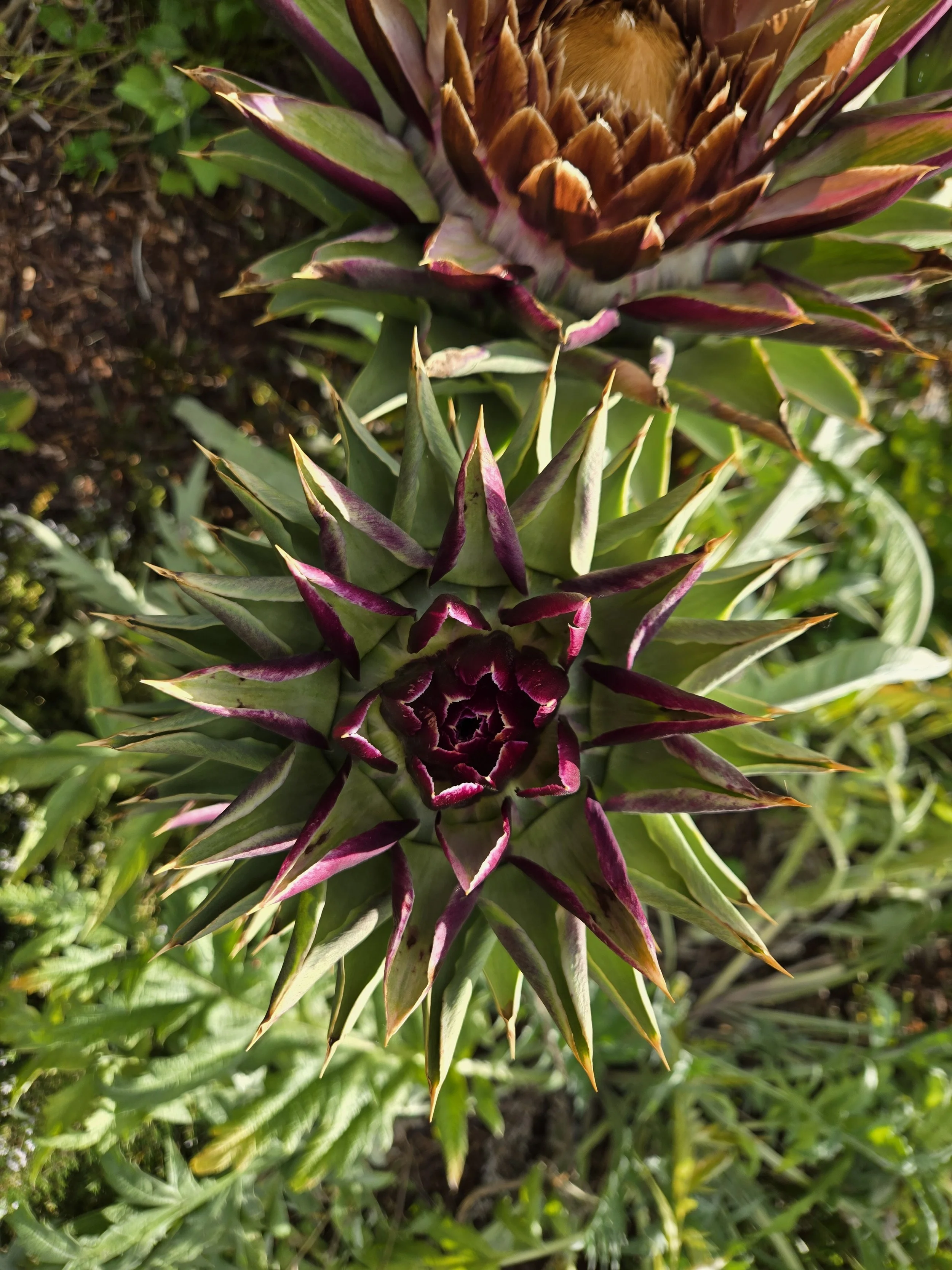 More Artichokes
