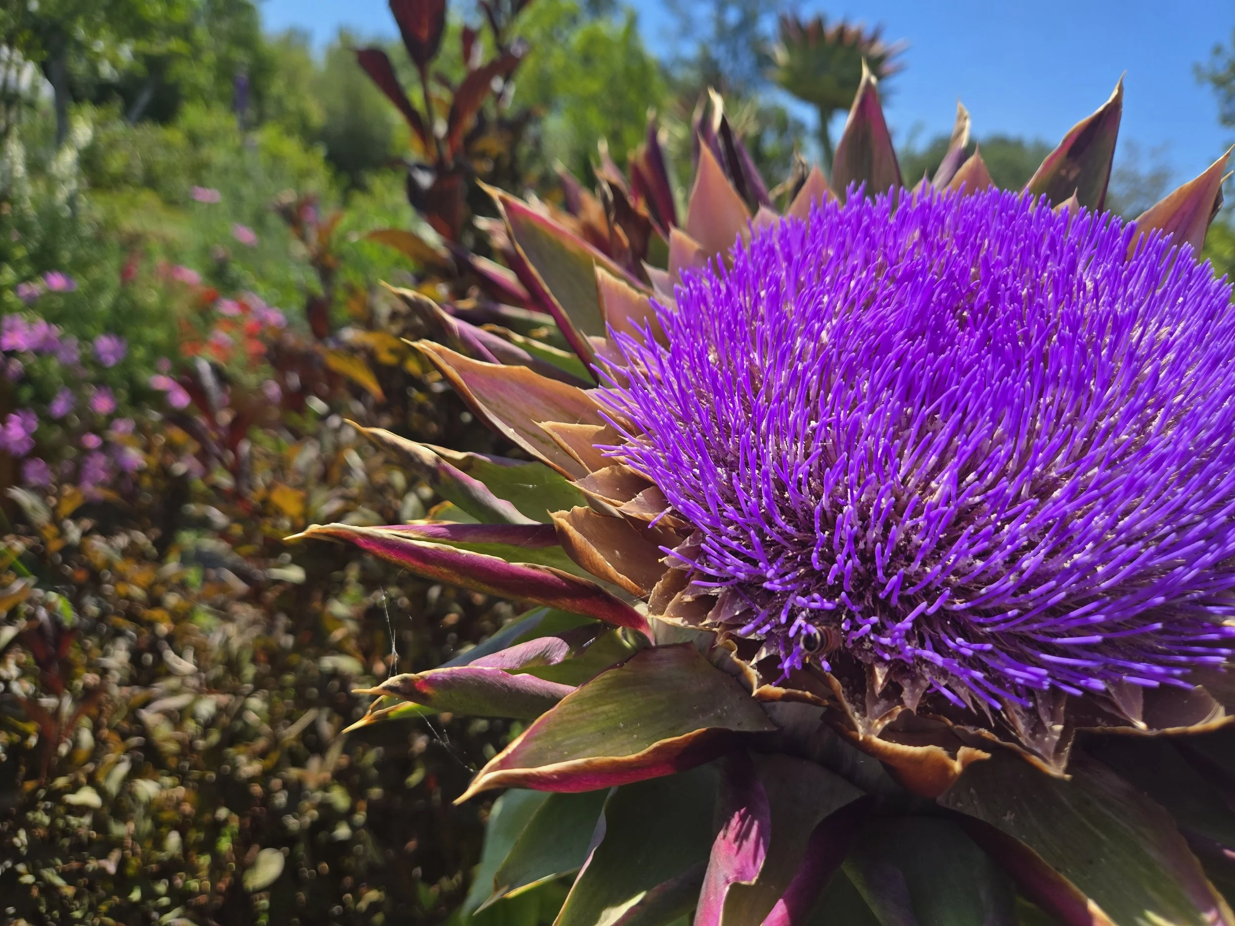 Artichoke