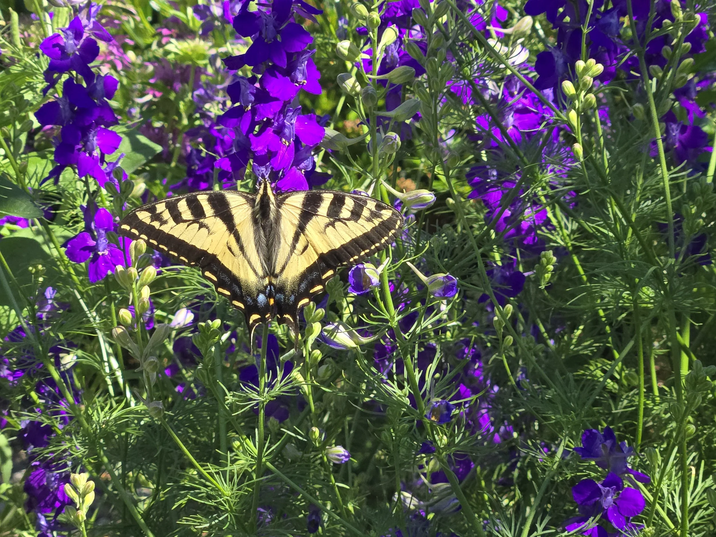 Butterfly 2a