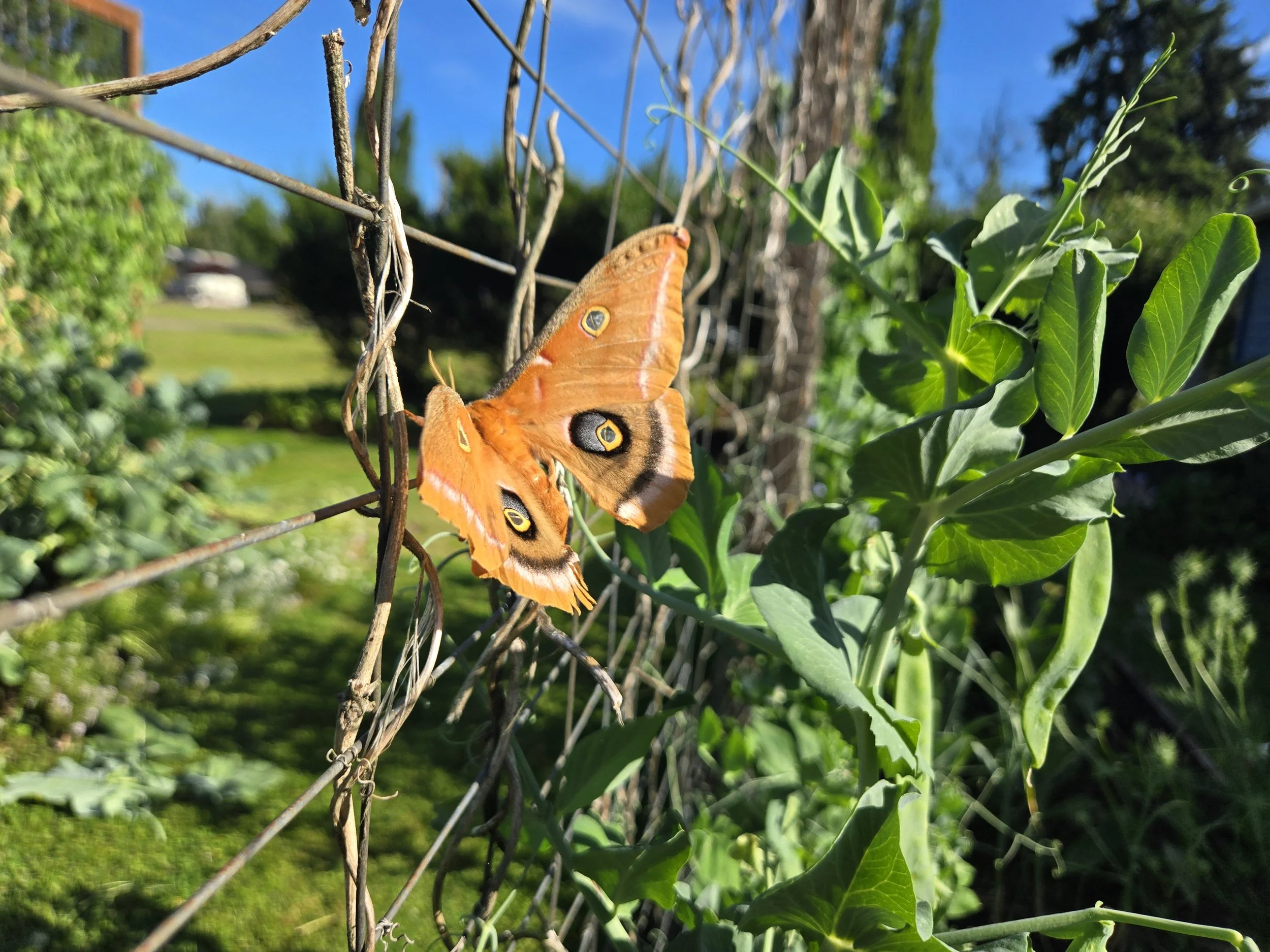 Butterfly 1a