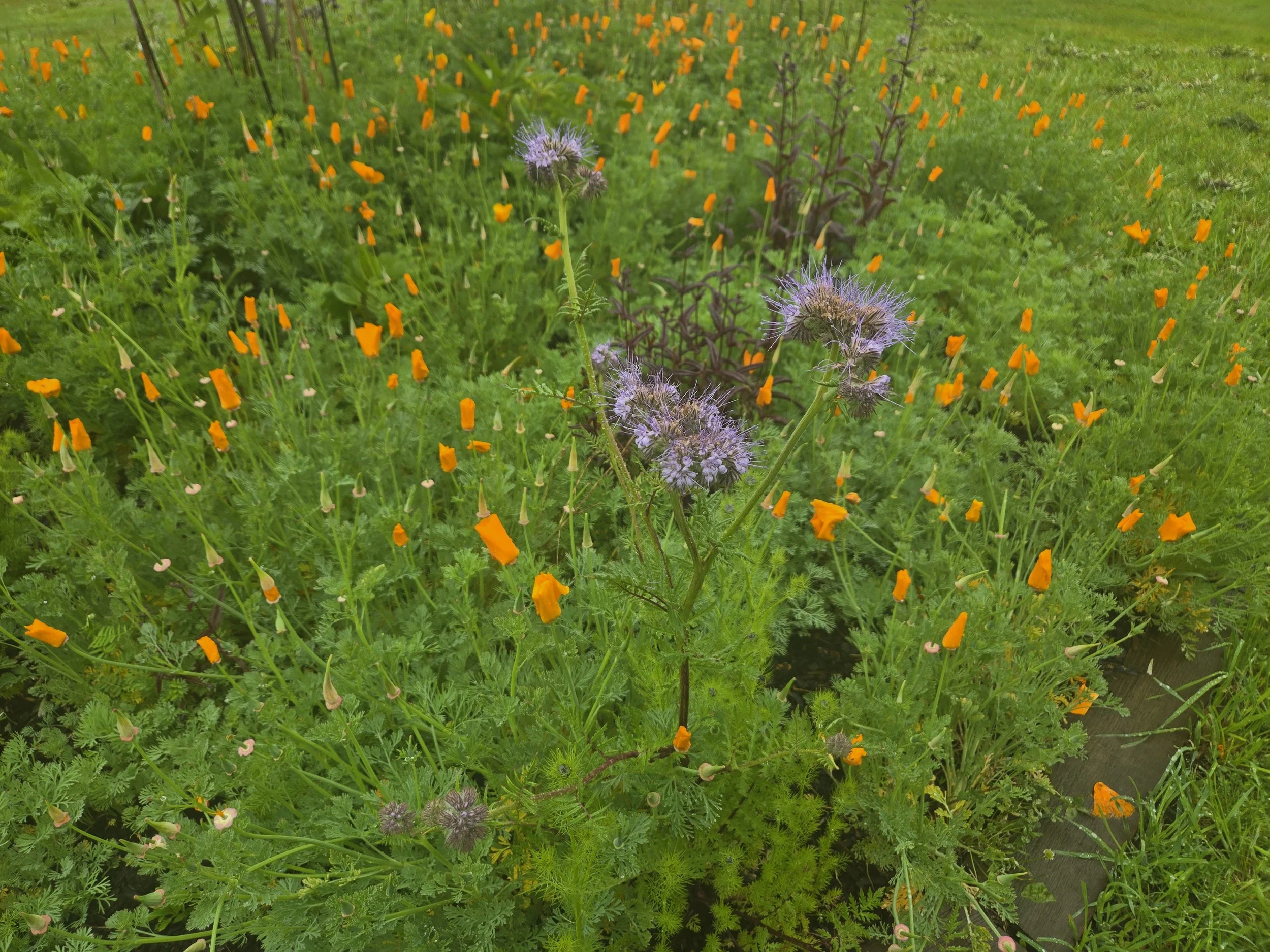 Lacy Phacelia1.jpg