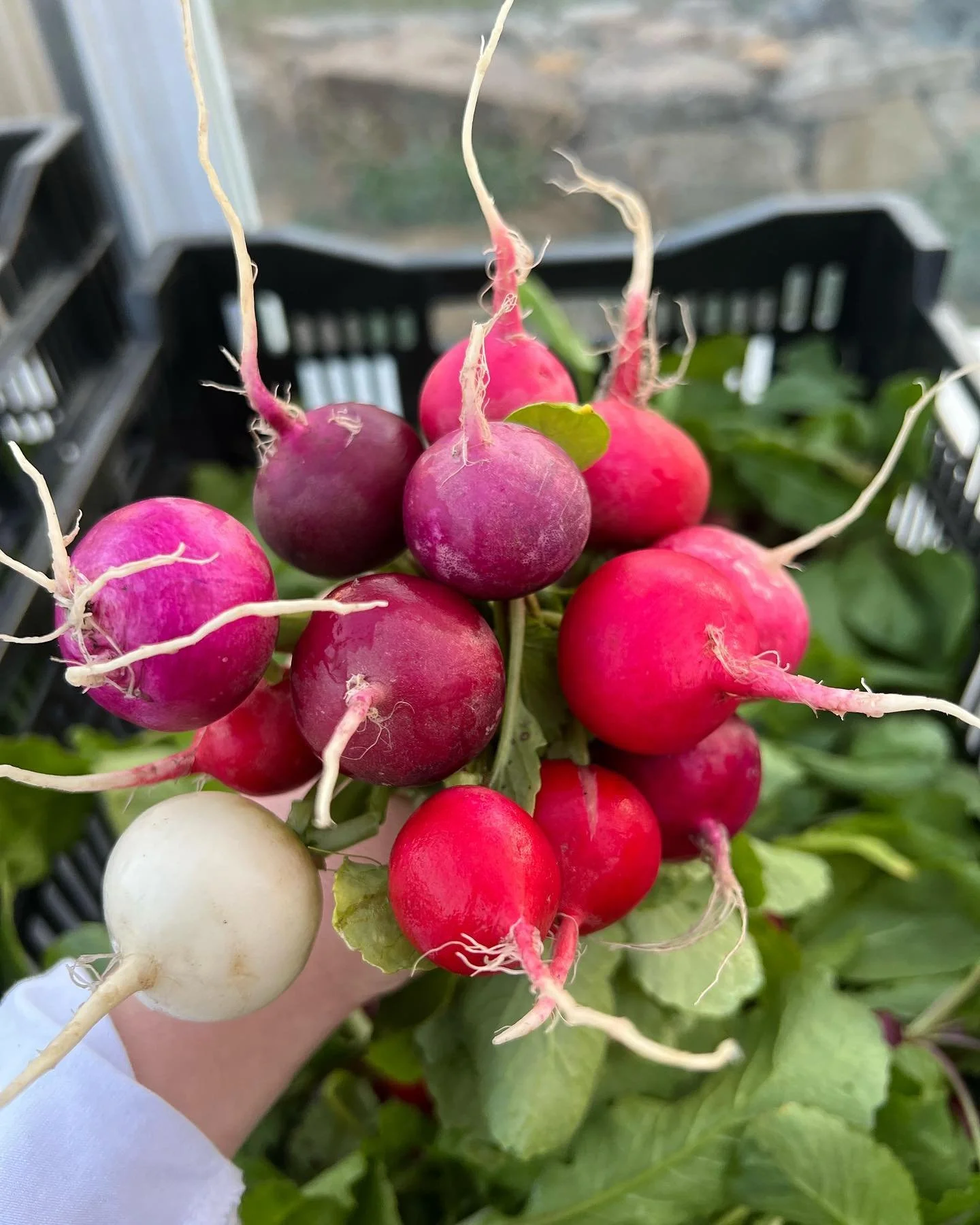 radish.jpeg