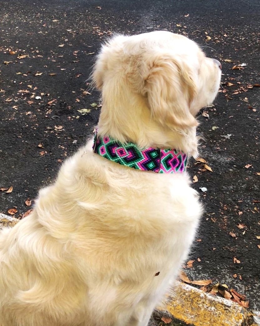 Collar Martingale Extra Grande